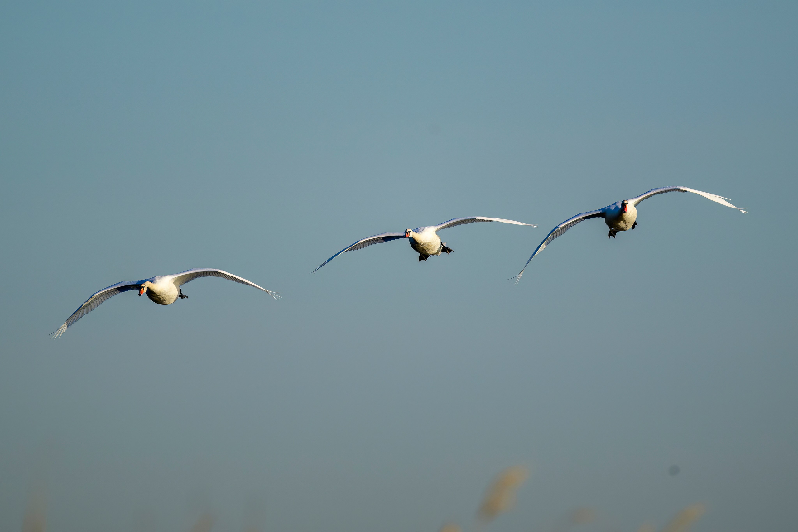Лебеди, совы и лунь. Wildlife photography by Sergey Puponin