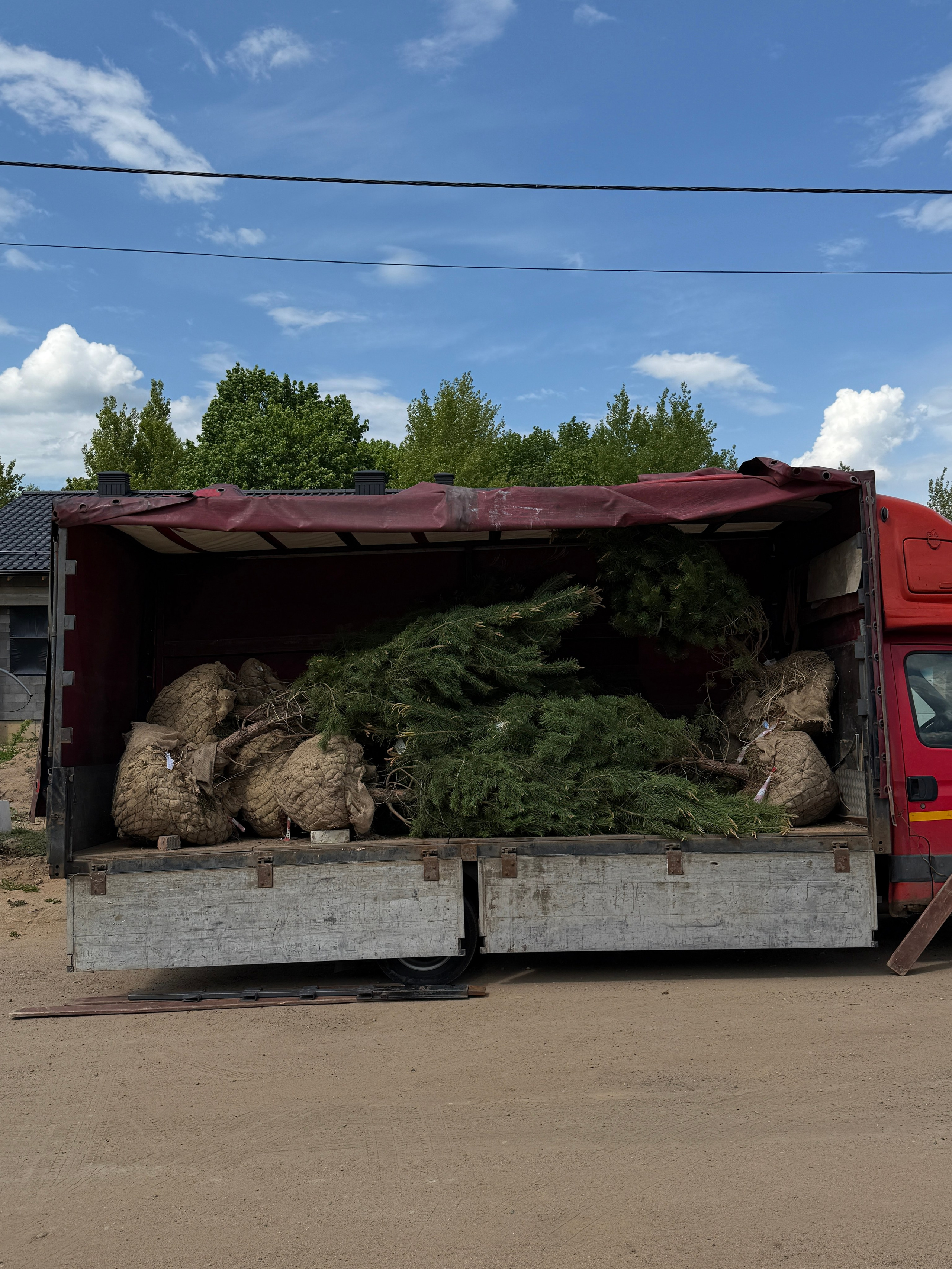 Посадки крупномеров. LA. Ландшафтный дизайн в Минске и Гродно