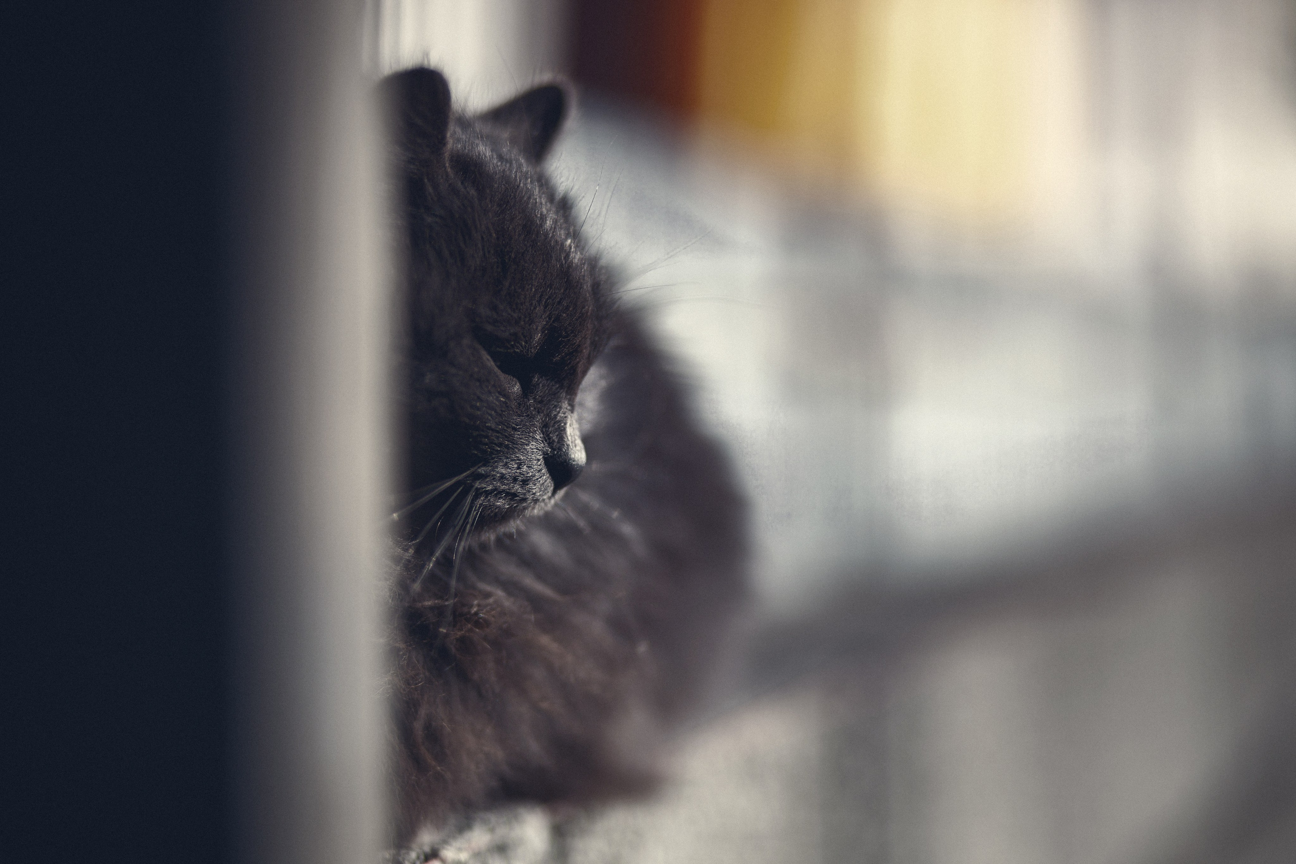 Улицы Люди на улицах Природа Животные — фотограф Оля Волчкова