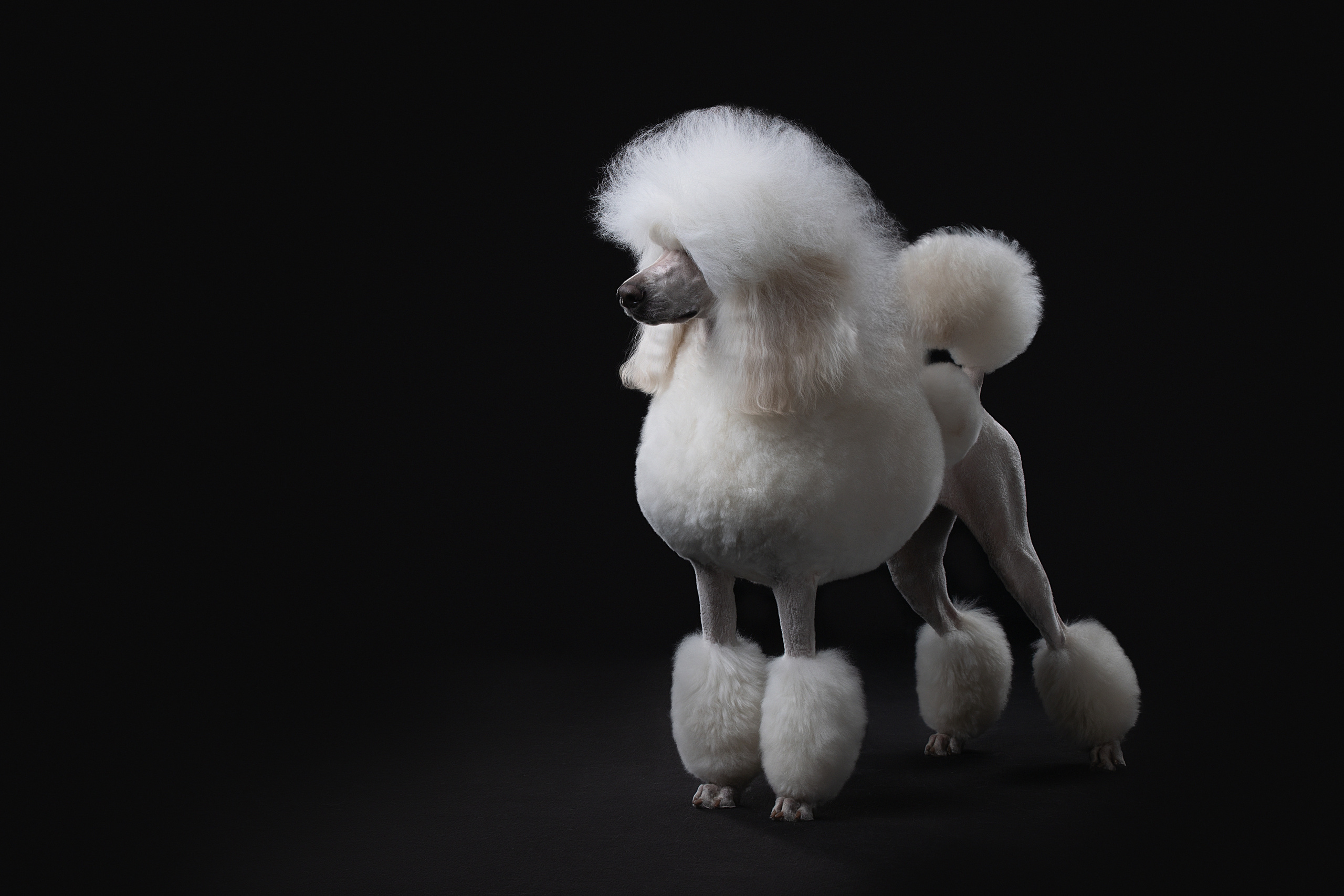 Фотограф анималист в Санкт-Петербурге Светлана Писарева