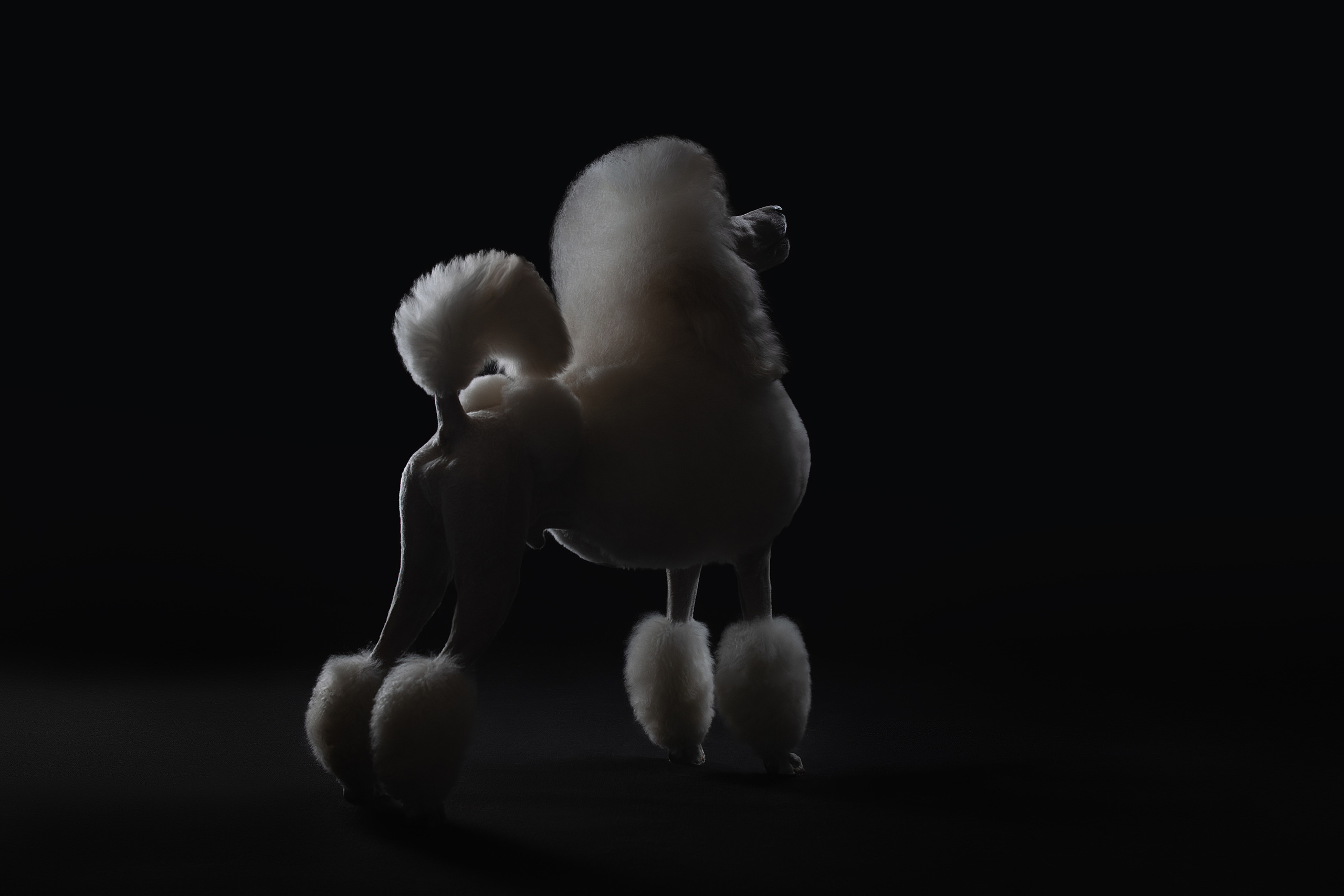 Фотограф анималист в Санкт-Петербурге Светлана Писарева