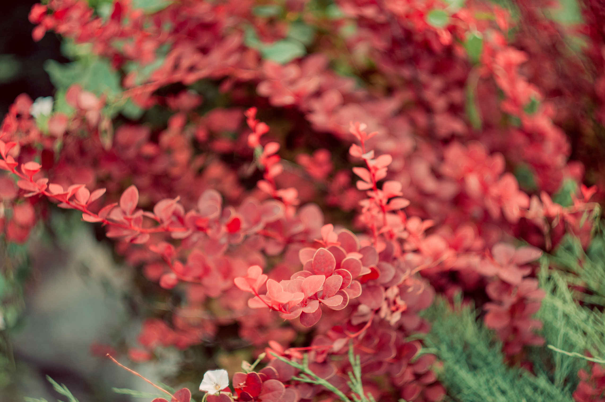 Фотограф контента в Новосибирске Мари Петрова