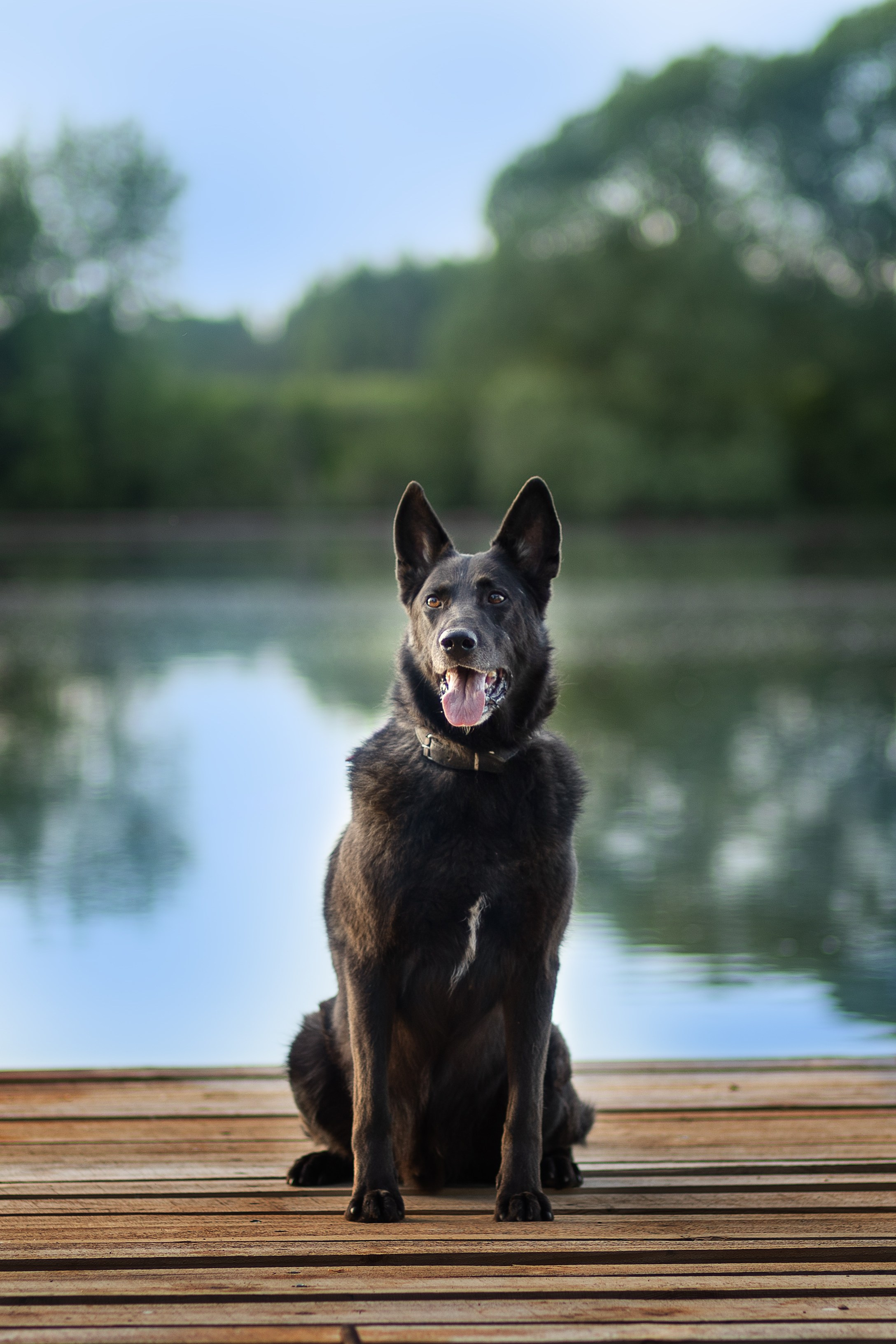 ИЩУТ ДОМ. Фотограф-анималист в Москве и Подмосковье