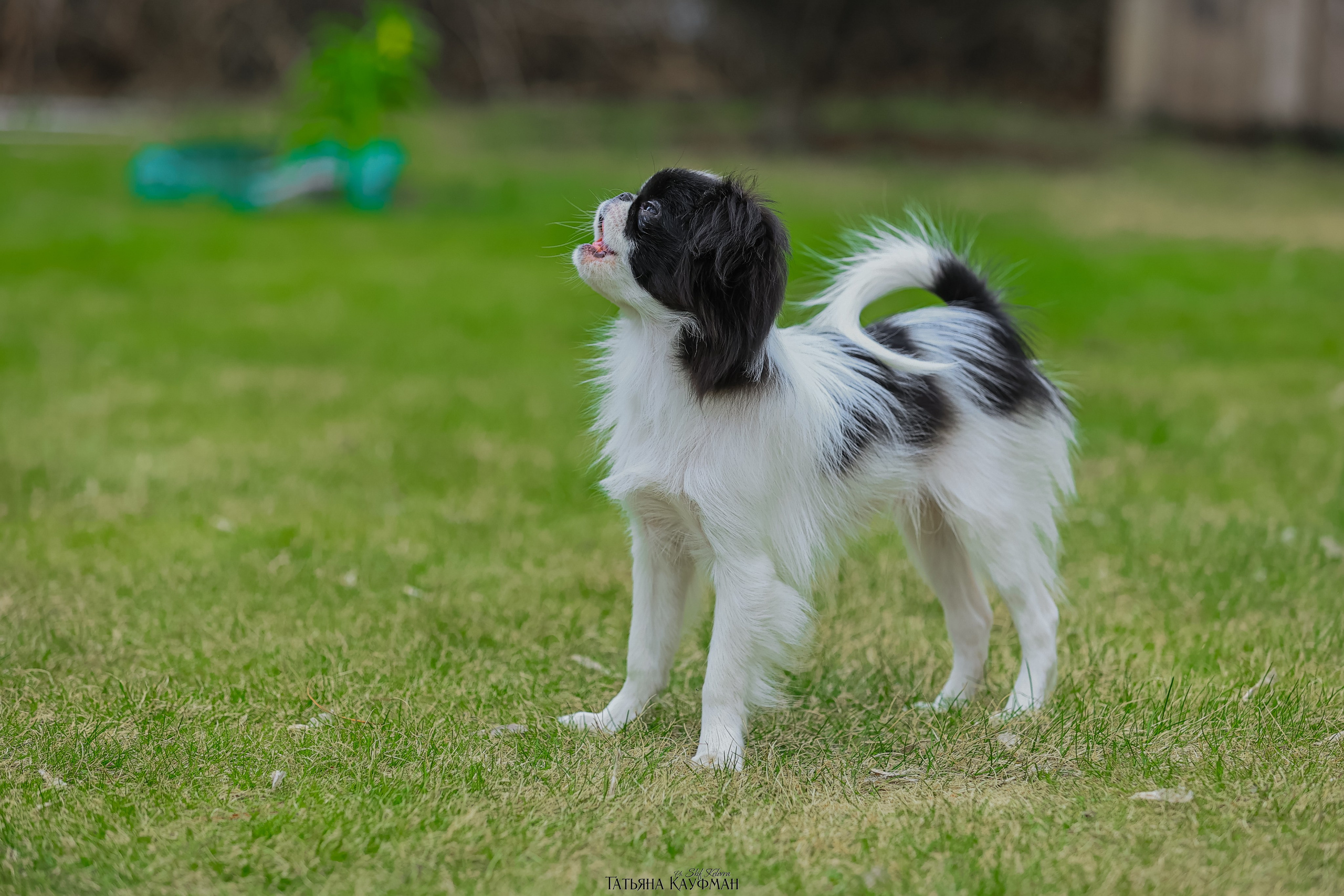 Японский хин, фотография японский хин, собака в цветах, красивая собака, фотограф анималист, фотокурс Анималистика, научиться фотографировать собак, фотограф Новосибирск