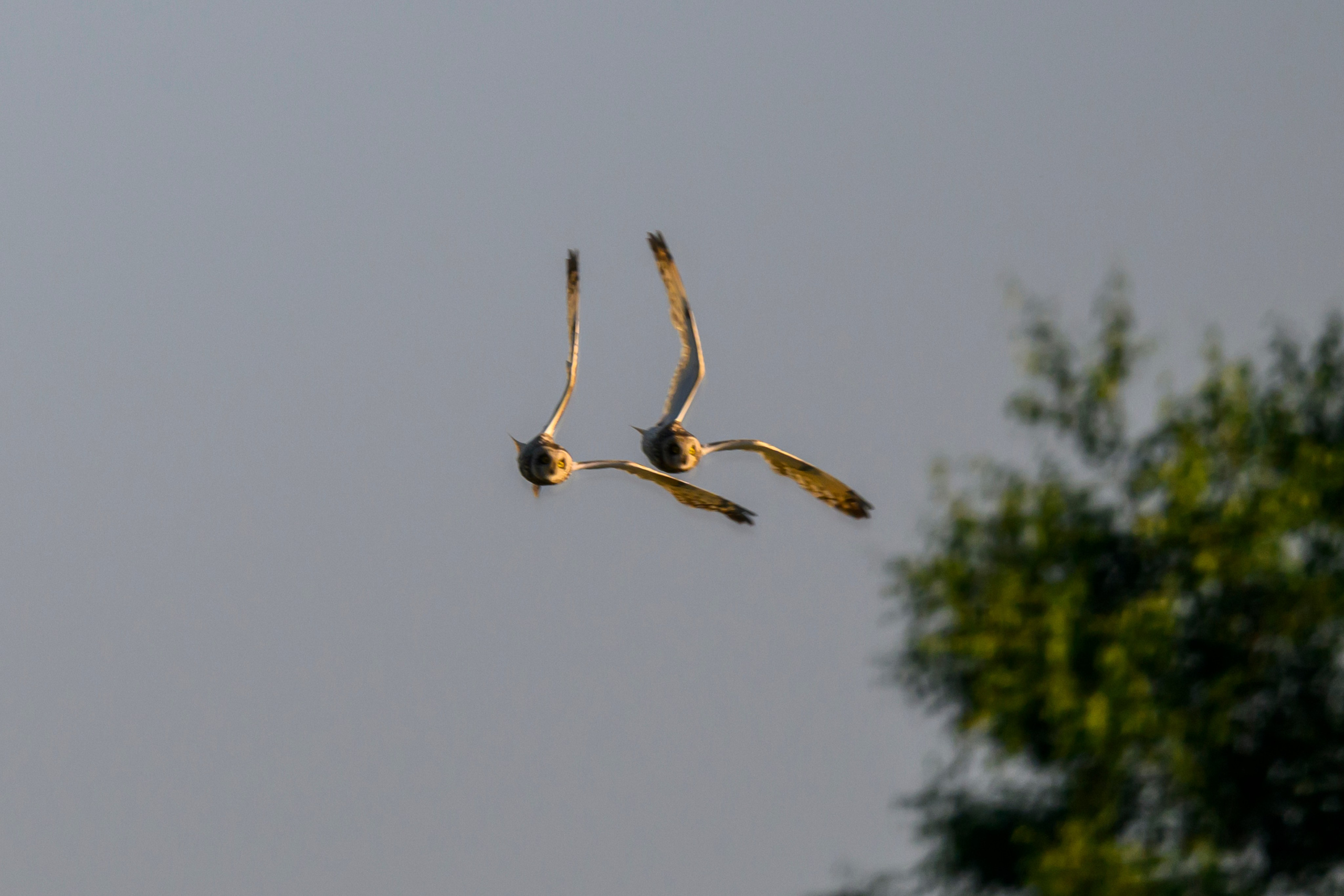 Битва сов и кормление совят. The Owl Battle and Feeding the Nestlings. Фотограф Сергей Пупонин