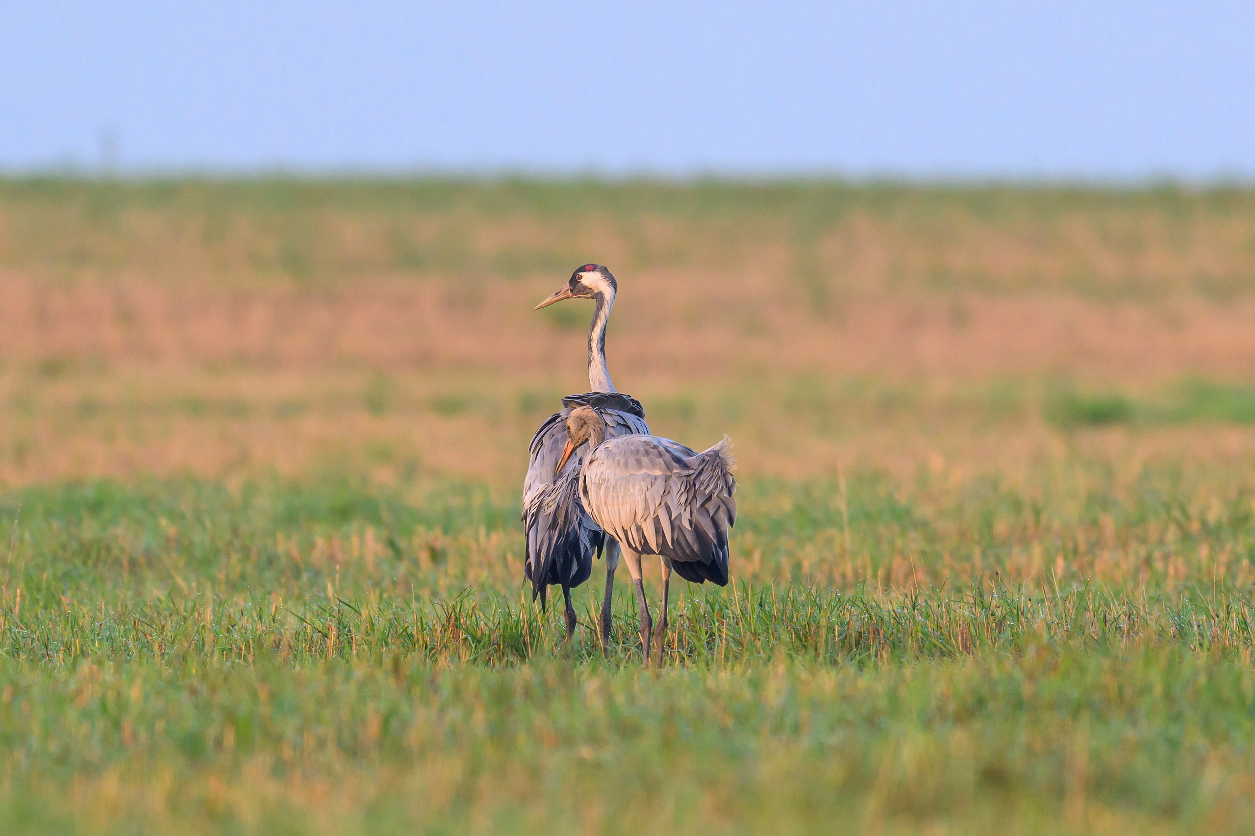 Журавли. Фотограф Сергей Пупонин