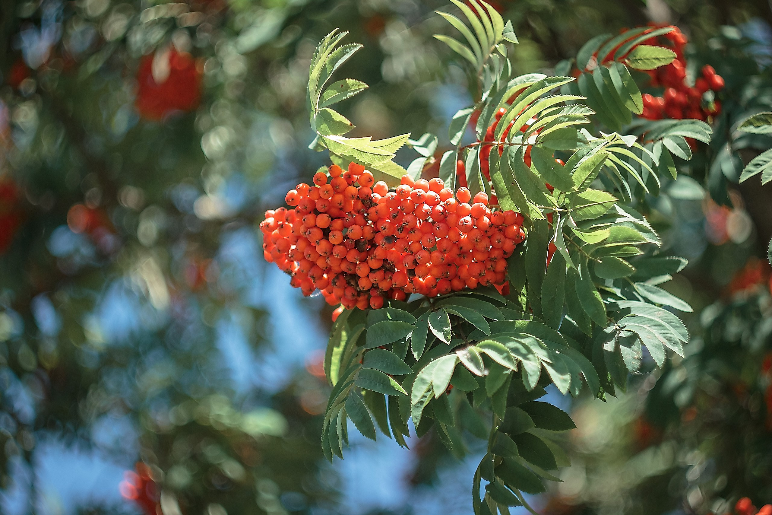 Шагни в мир яркости. Аmat Victoria Сuram