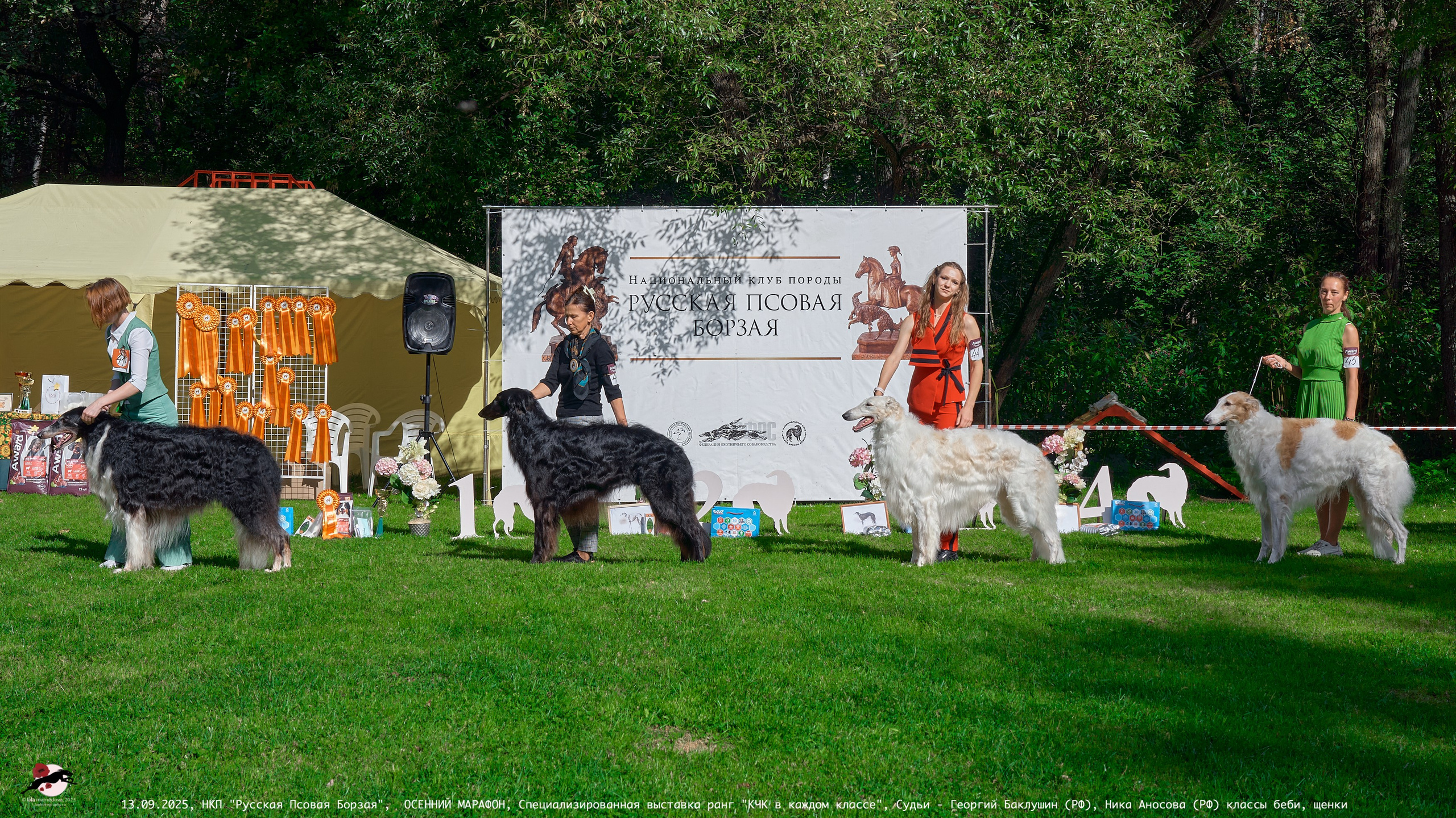 ОСЕННИЙ МАРАФОН | Специализированная выставка породы Русская Псовая Борзая ранг "КЧК в каждом классе"