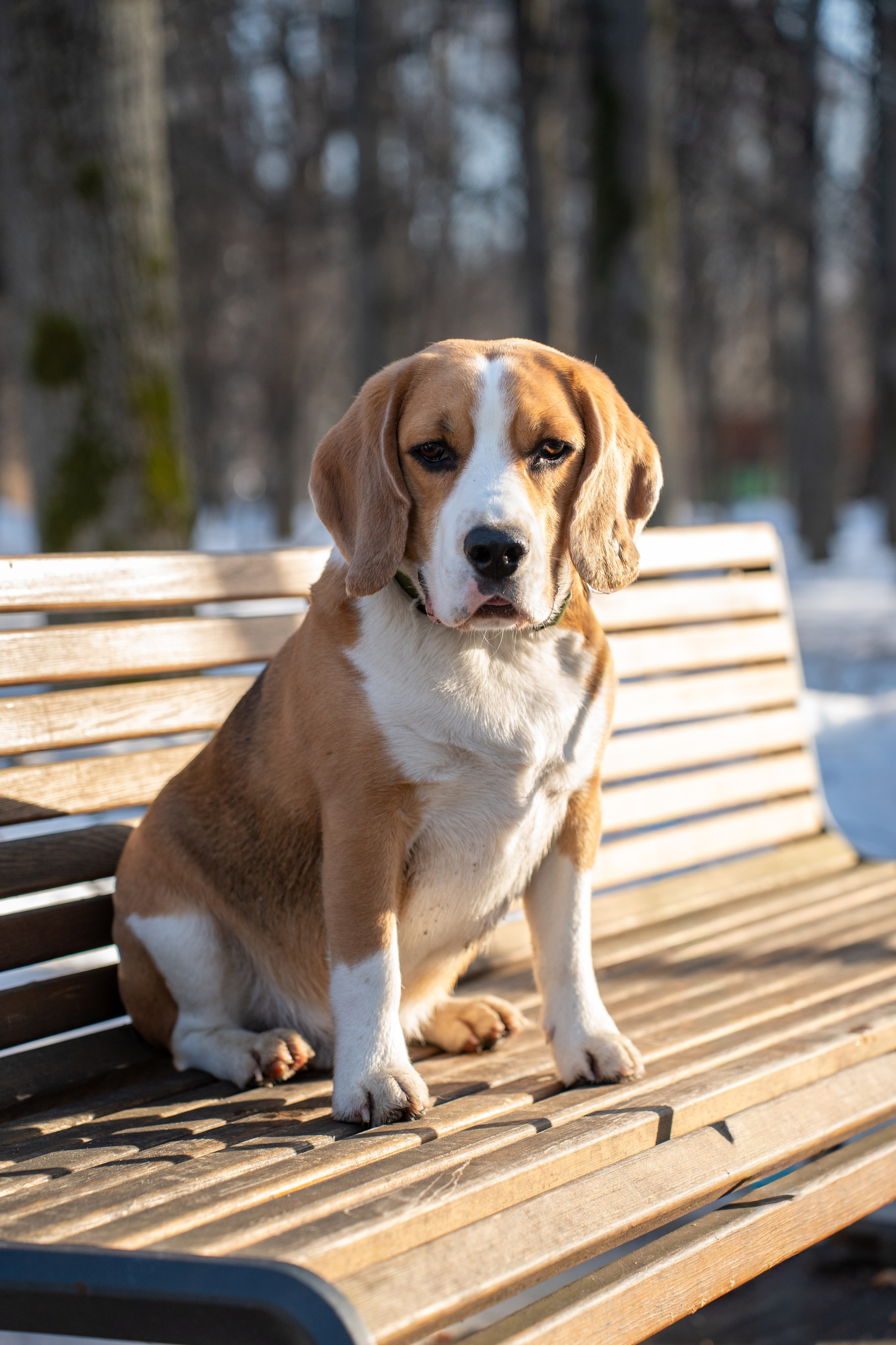 Фотограф Алиса Счастливая | Свадьбы, дети, спорт | Москва