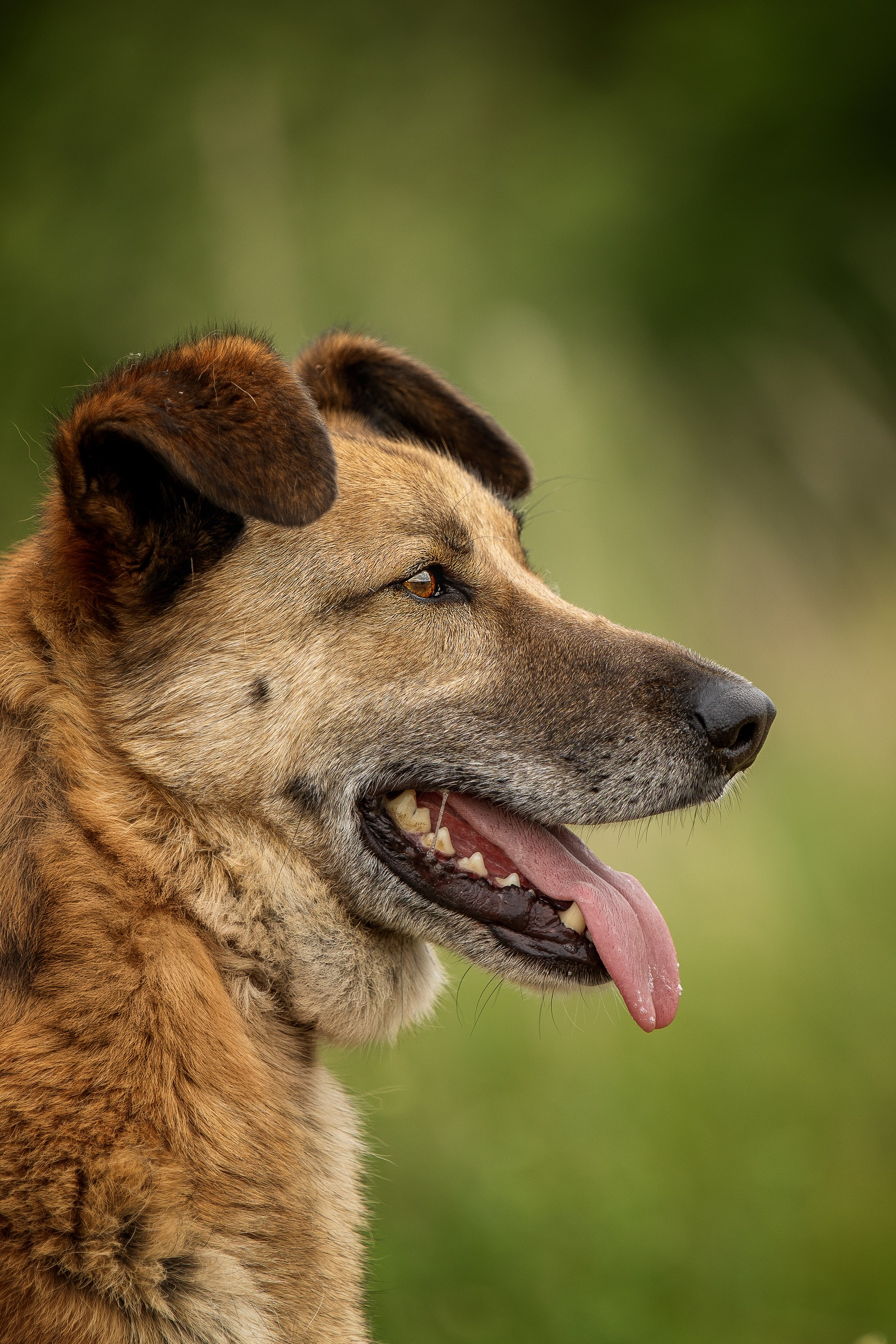 ИЩУТ ДОМ. Фотограф-анималист в Москве и Подмосковье