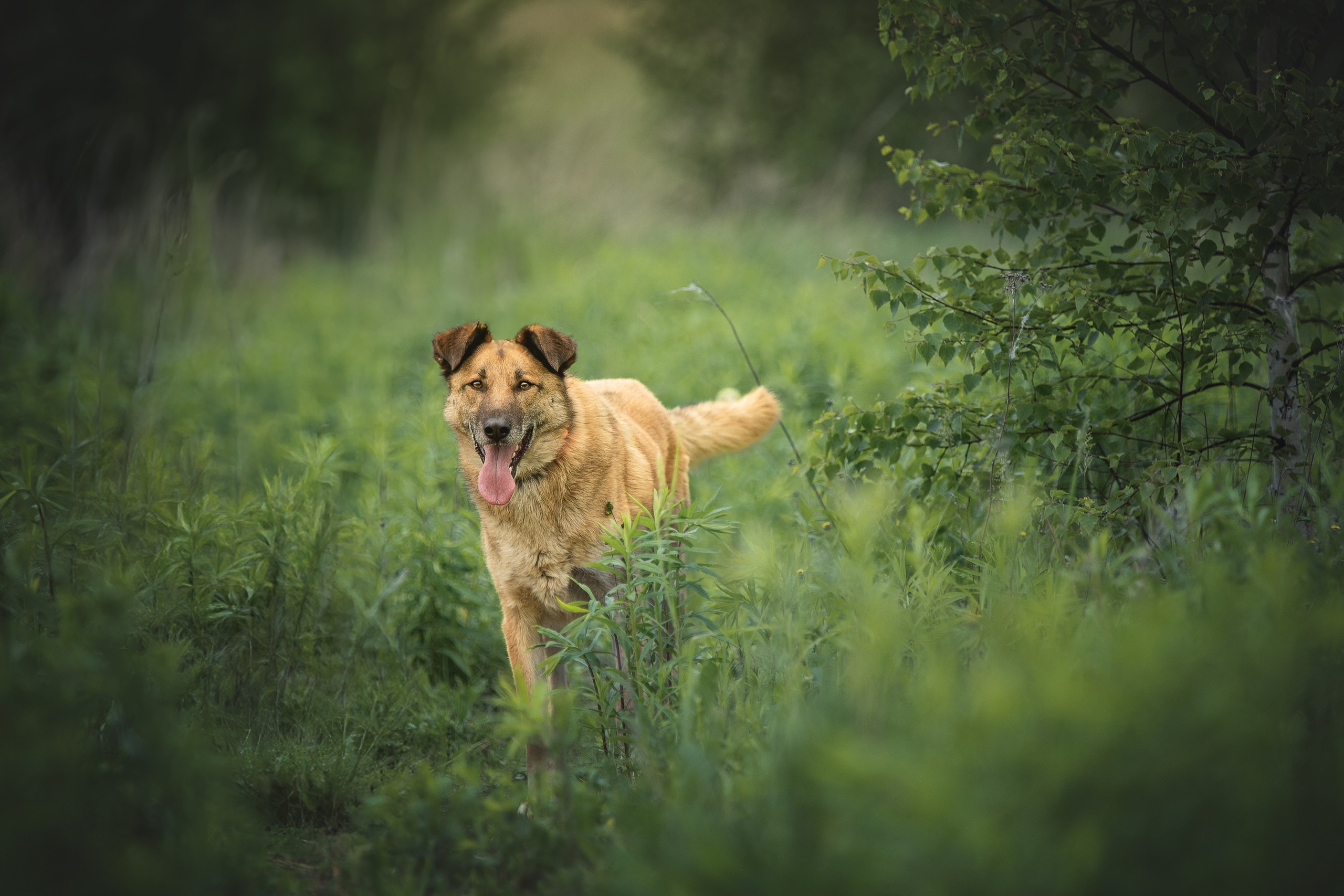 ИЩУТ ДОМ. Фотограф-анималист в Москве и Подмосковье