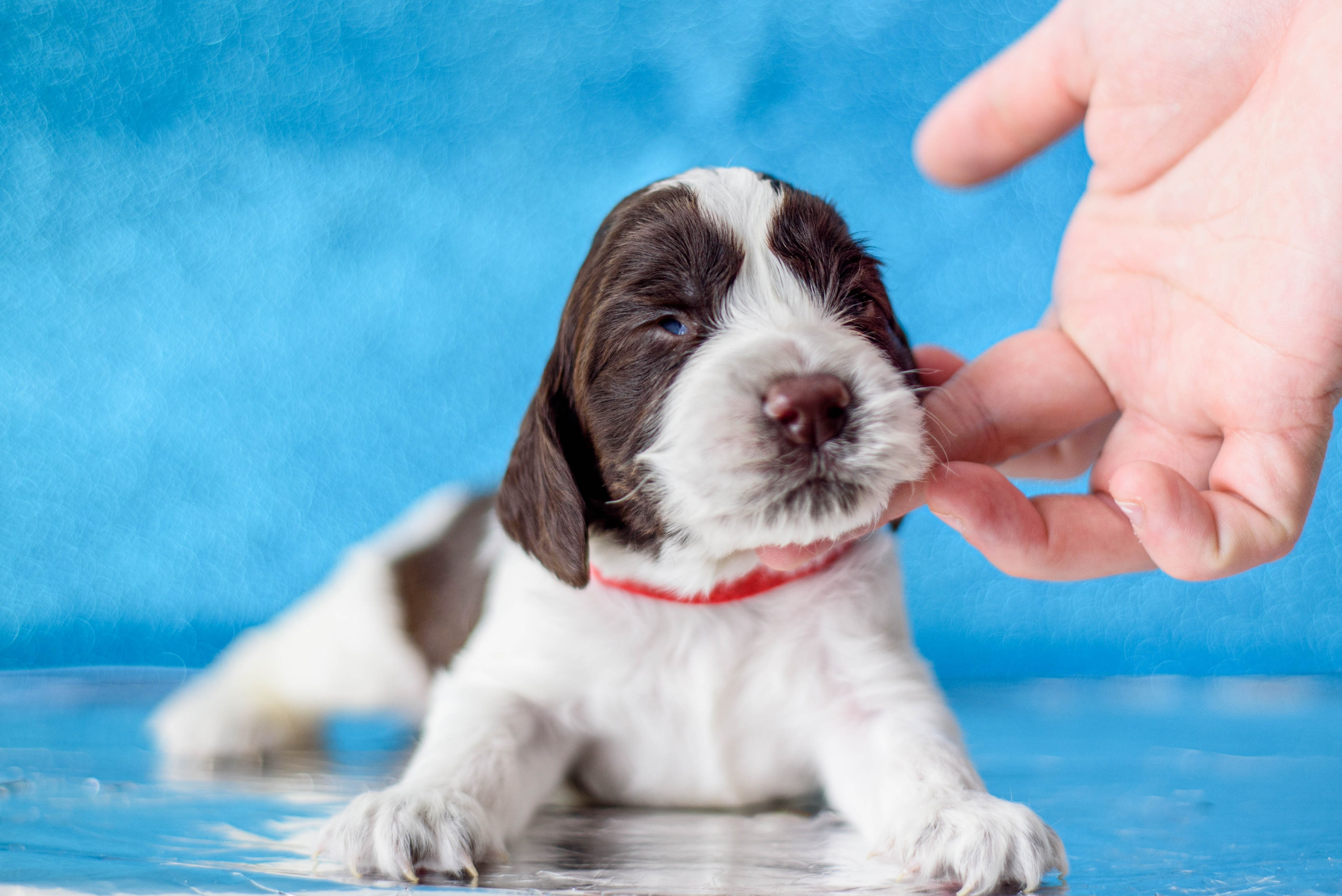 Щенки Вестмур. Дубль2. Мотофотограф в Нижнем Новгороде Динара Зуйкова