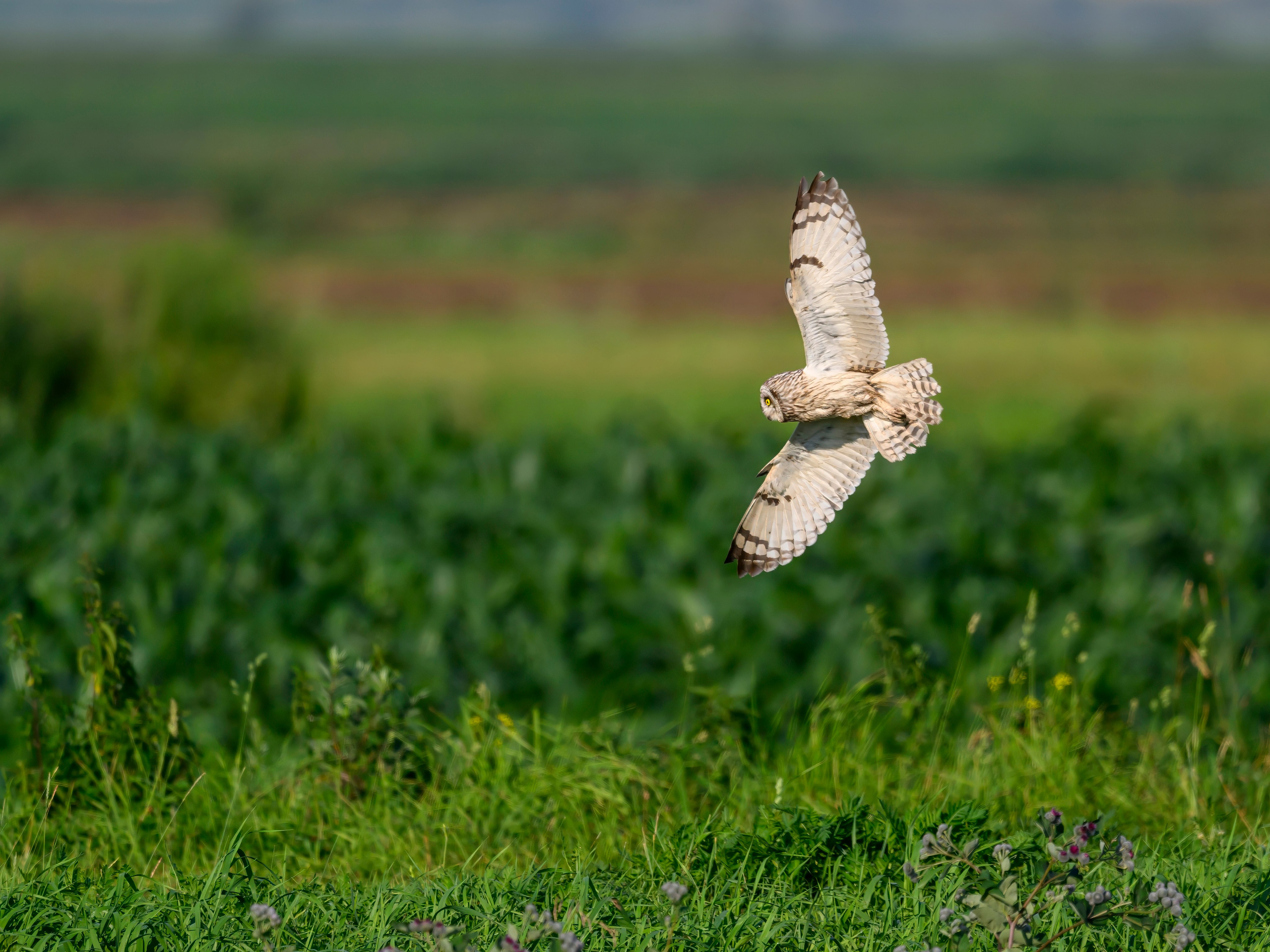 Цапли и совы. Herons and Owls. Wildlife photography by Sergey Puponin