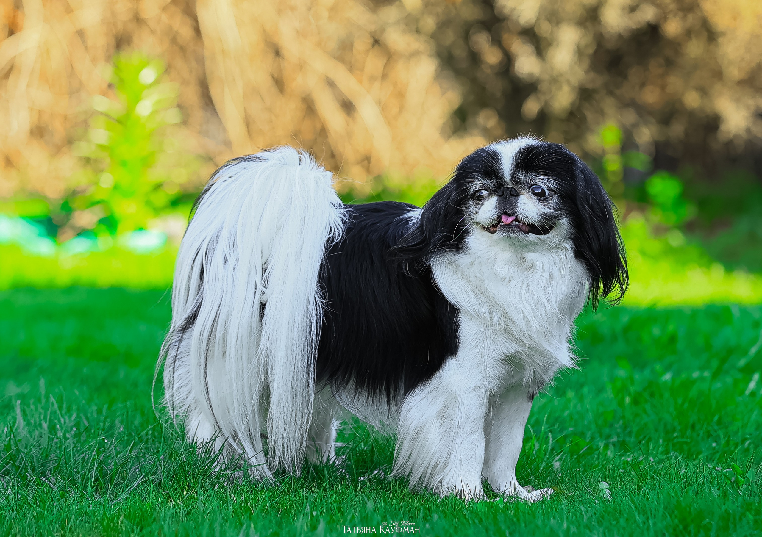 Японский хин, фотография японский хин, собака в цветах, красивая собака, фотограф анималист, фотокурс Анималистика, научиться фотографировать собак, фотограф Новосибирск