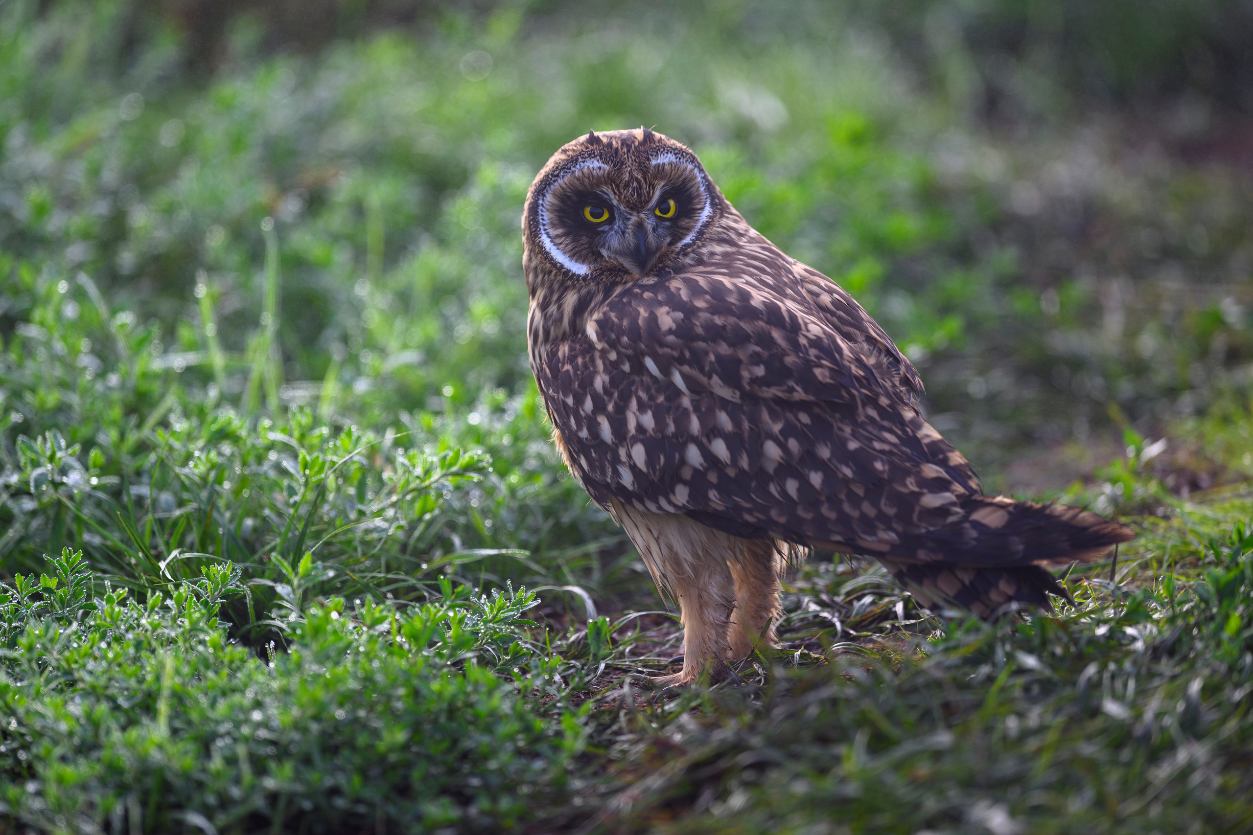 Храбрый совенок | Brave owlet. Фотограф Сергей Пупонин