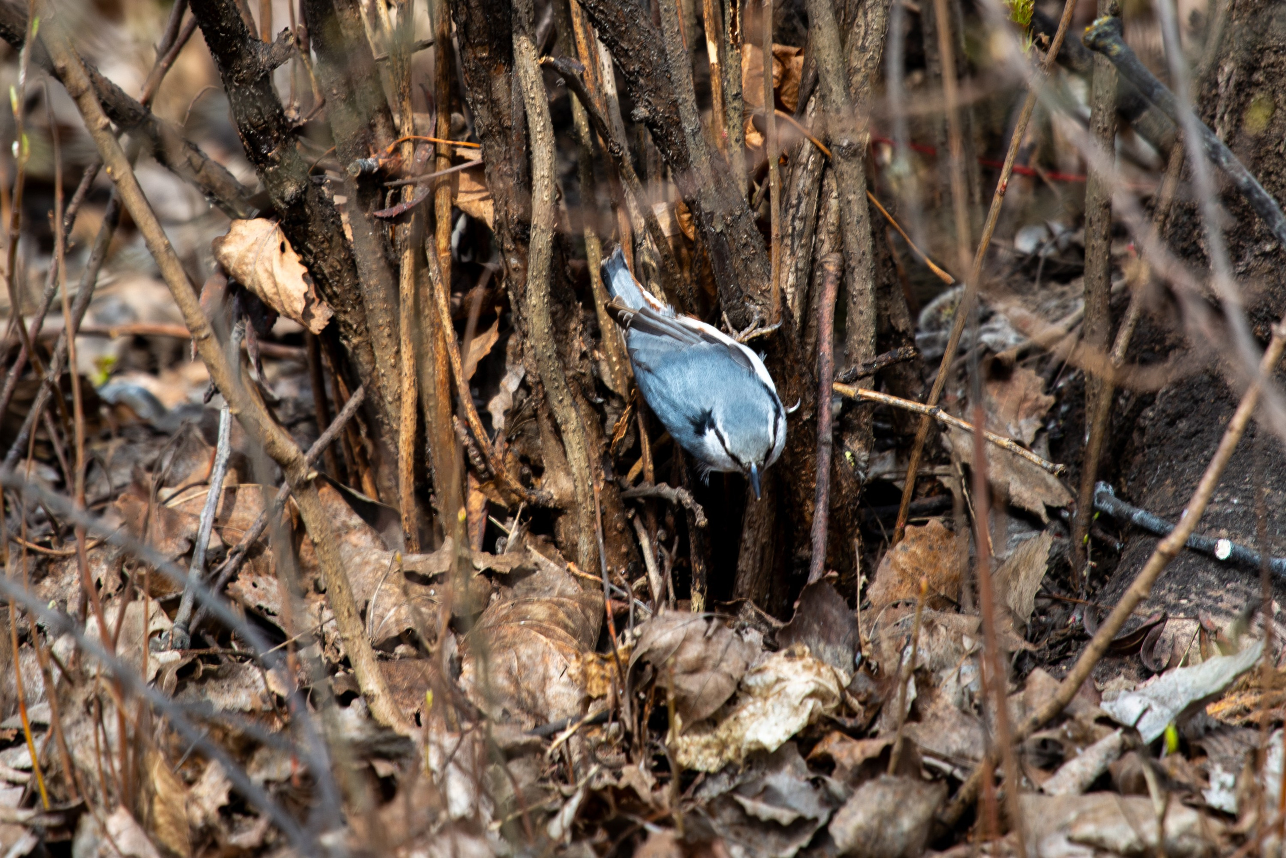 Весенняя фотопрогулка. Главная