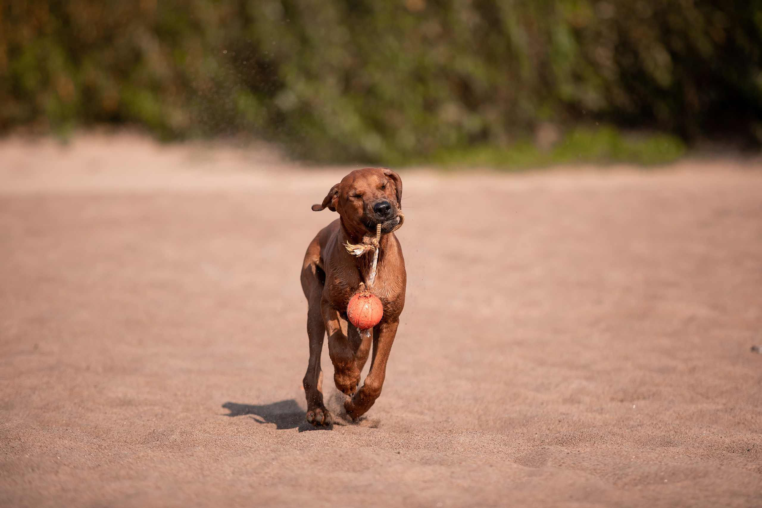 Родезийские Риджбеки в Санкт-Петербурге