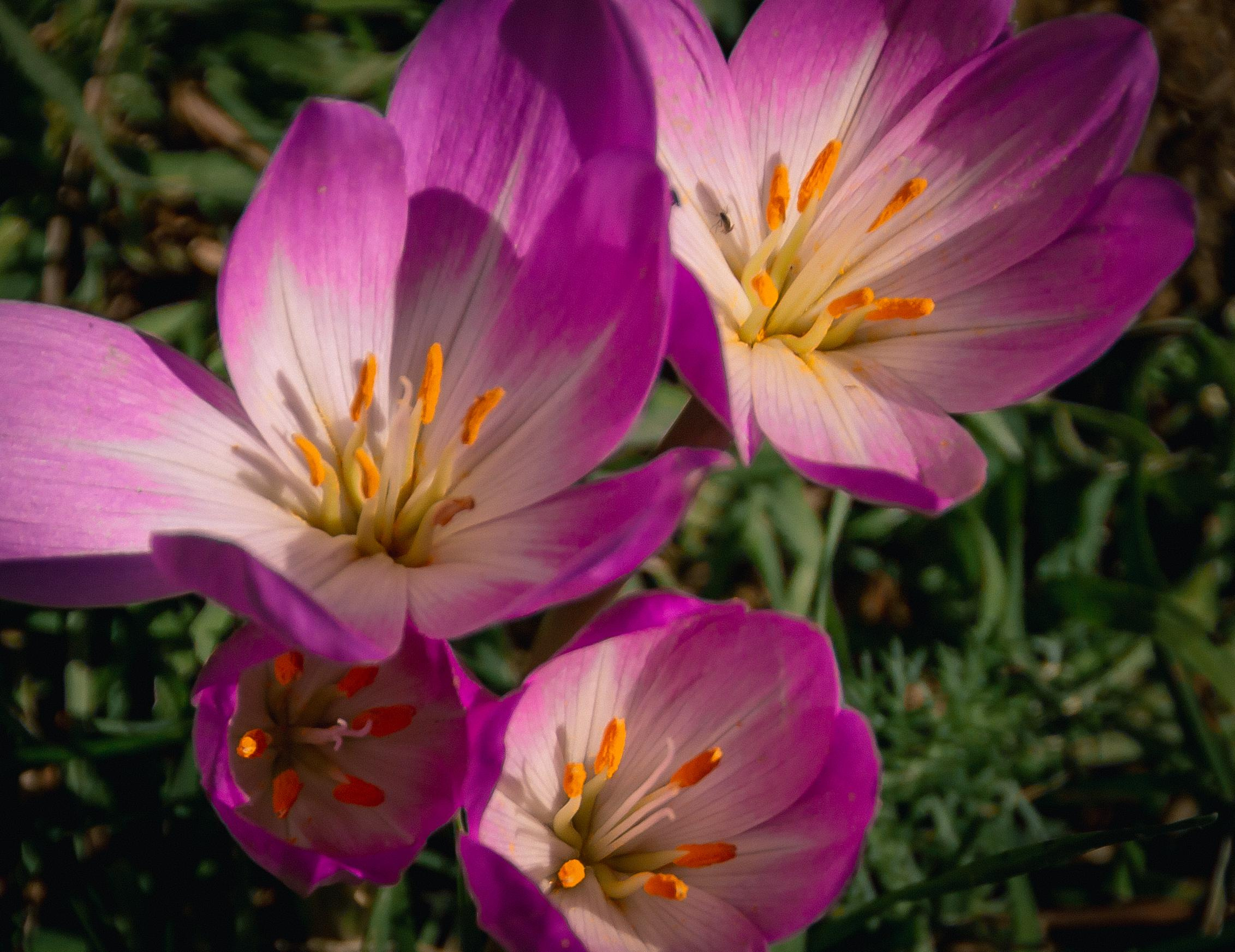 Фотосессия в крокусах. Фотограф и видеограф в Ставрополе Инна Попова