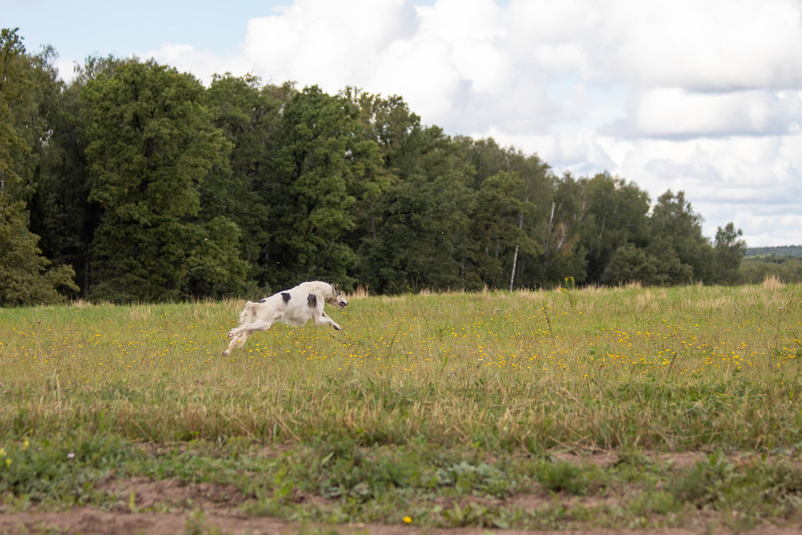 Охота как искусство Ясная поляна. Фотограф анималист — Тула, Москва