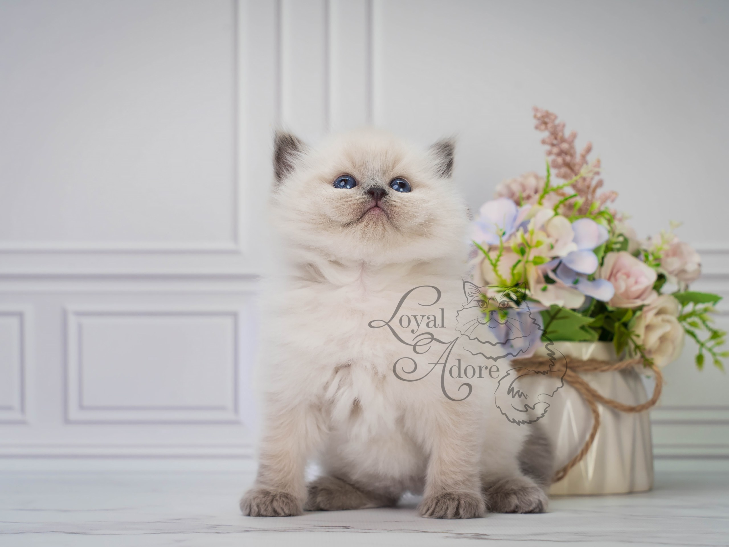 Все свободные котята. Питомник рэгдолл Loyal Adore