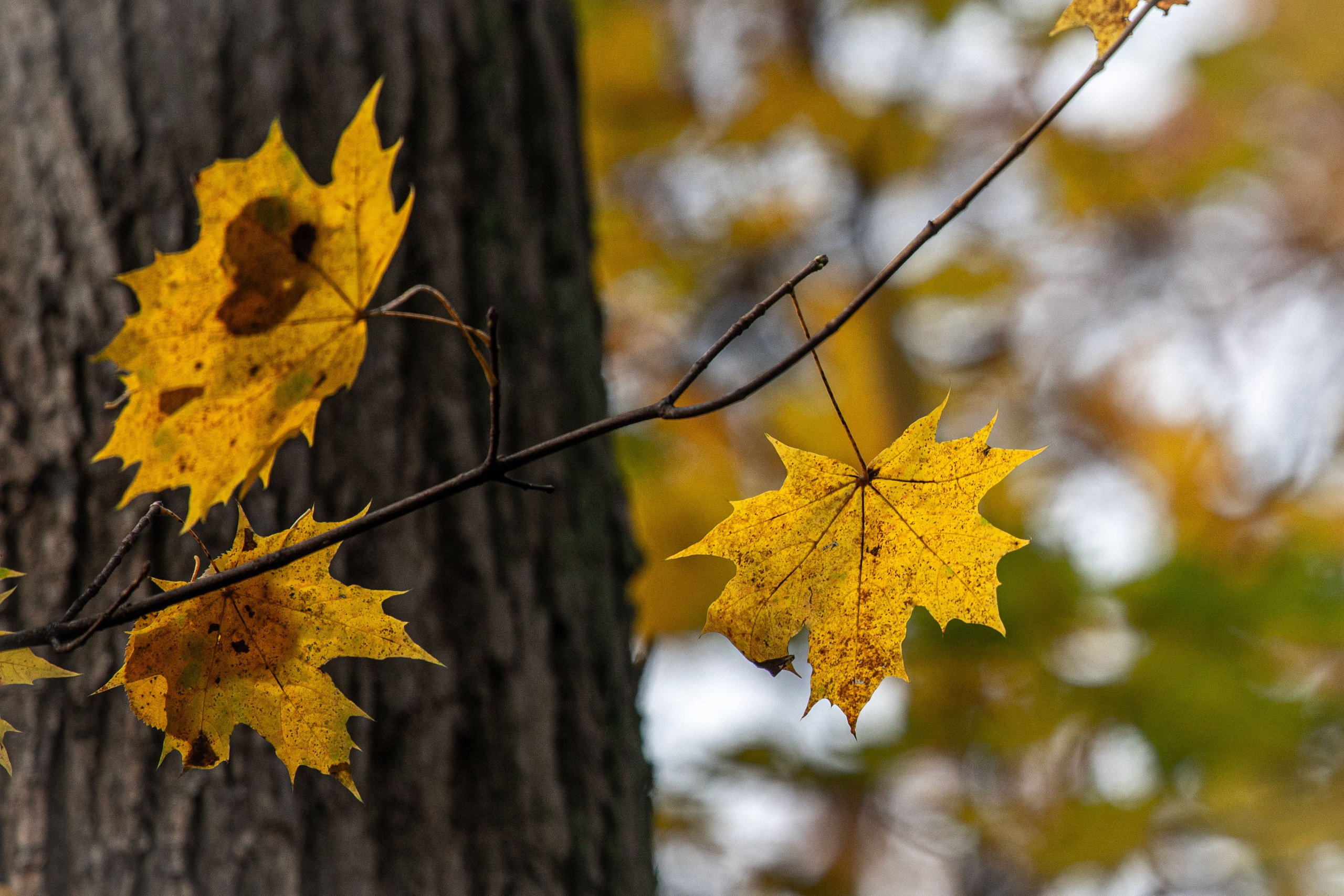 Осень. Свадьбы, портретная, предметная съемка. Фотограф Александр К