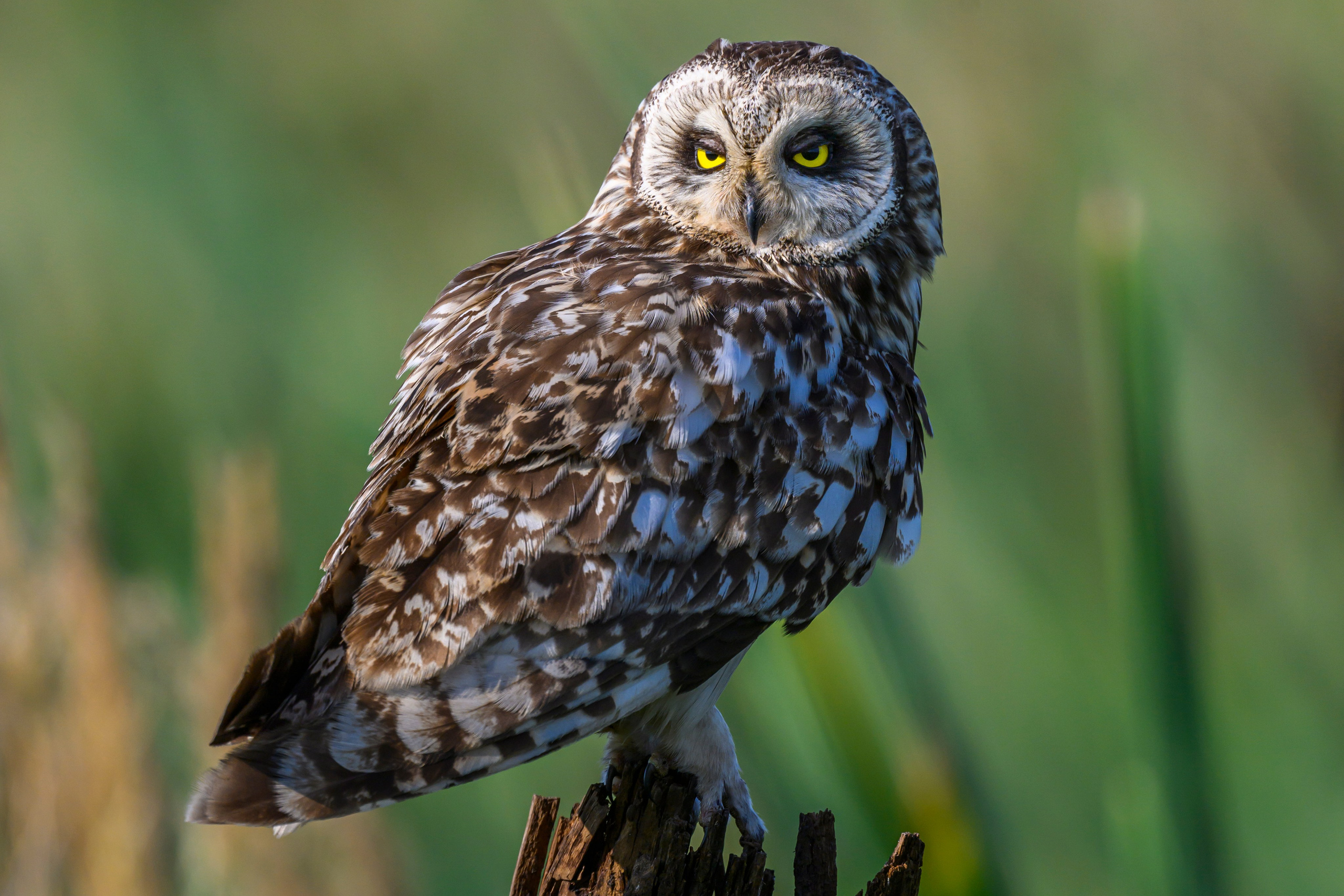 Совы умеют улыбаться. Owl can smile. Wildlife photography by Sergey Puponin