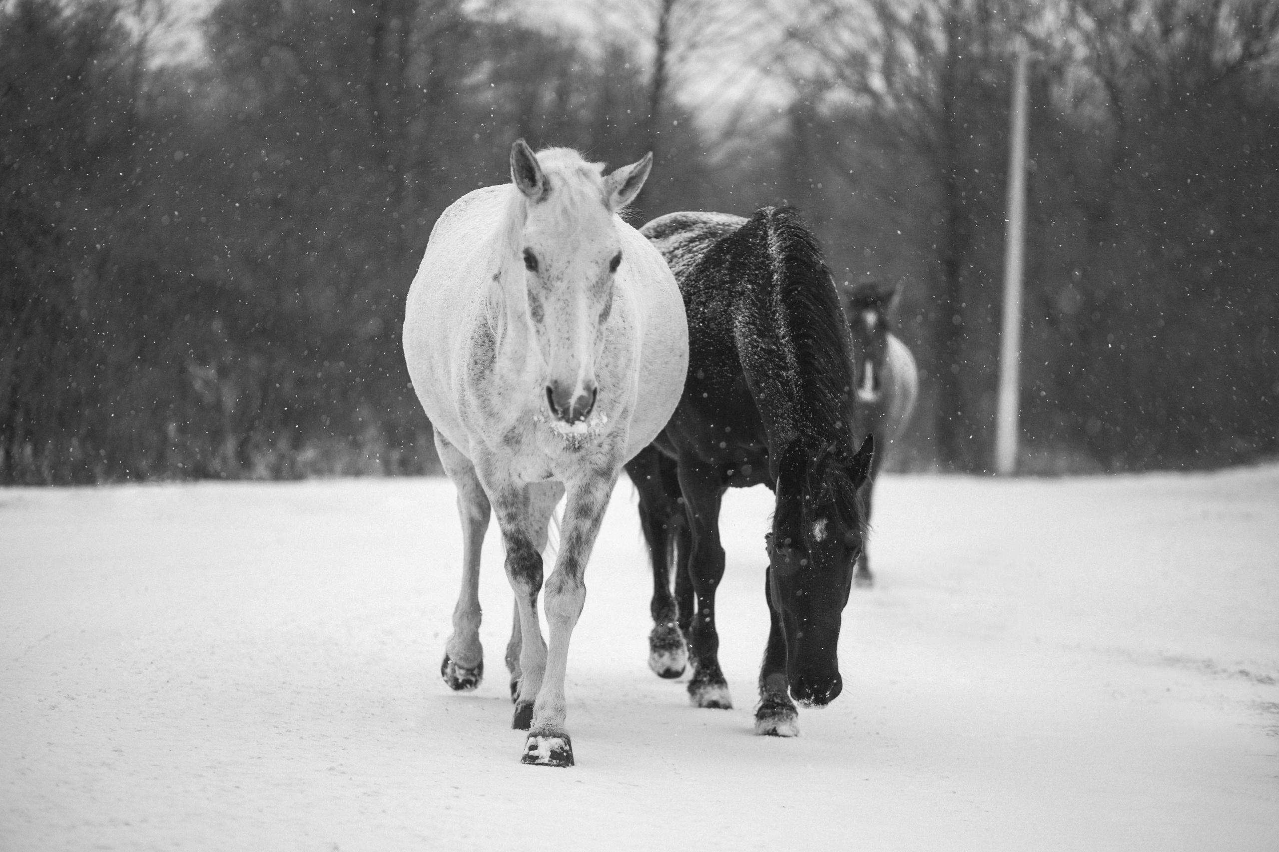 Улицы Люди на улицах Природа Животные — фотограф Оля Волчкова