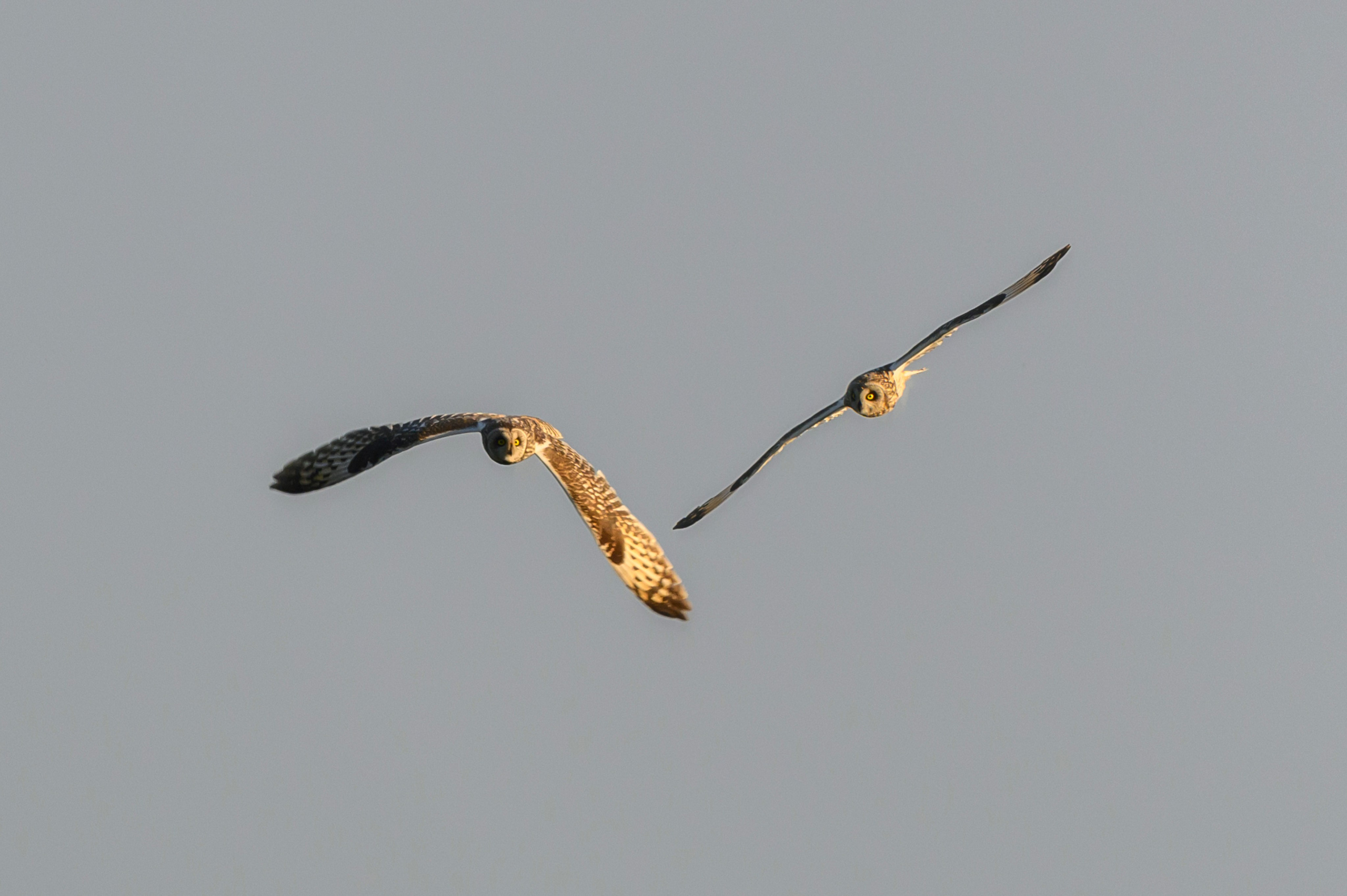 Битва сов и кормление совят. The Owl Battle and Feeding the Nestlings. Фотограф Сергей Пупонин
