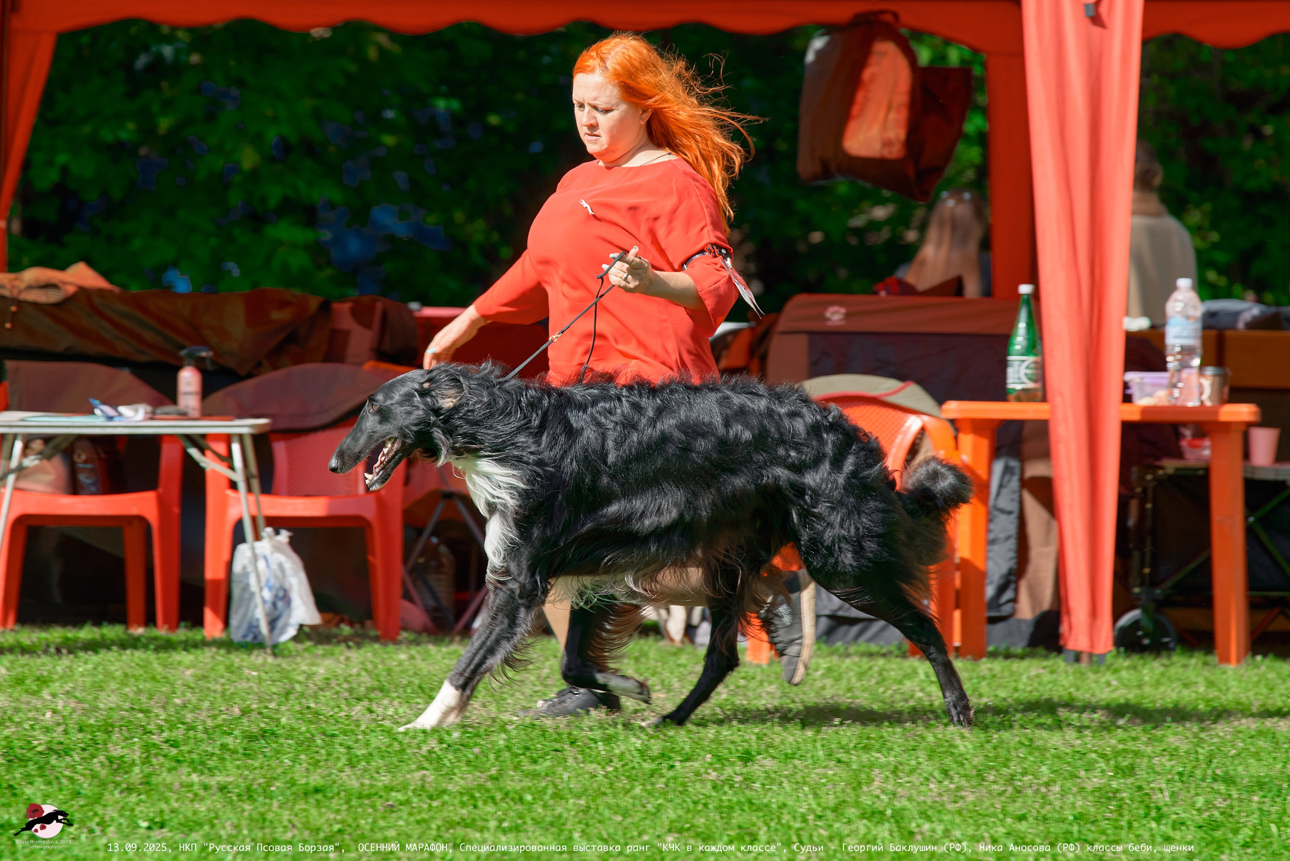 ОСЕННИЙ МАРАФОН | Специализированная выставка породы Русская Псовая Борзая ранг "КЧК в каждом классе"