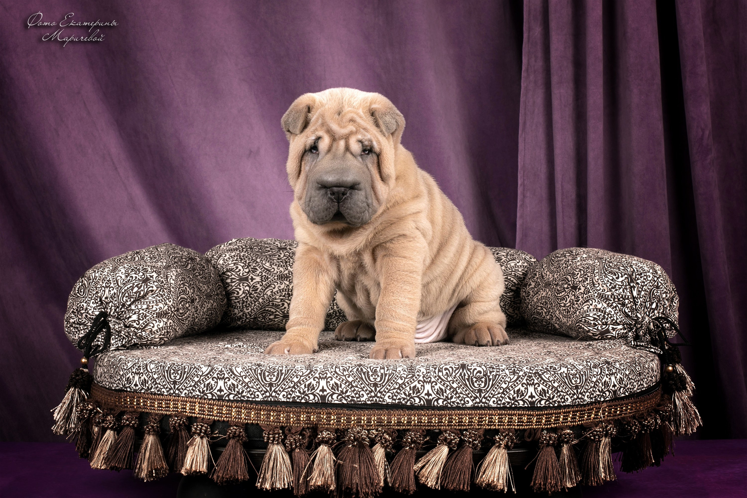 Фоны большого размера. Фотограф-анималист в Омске Екатерина Маричева