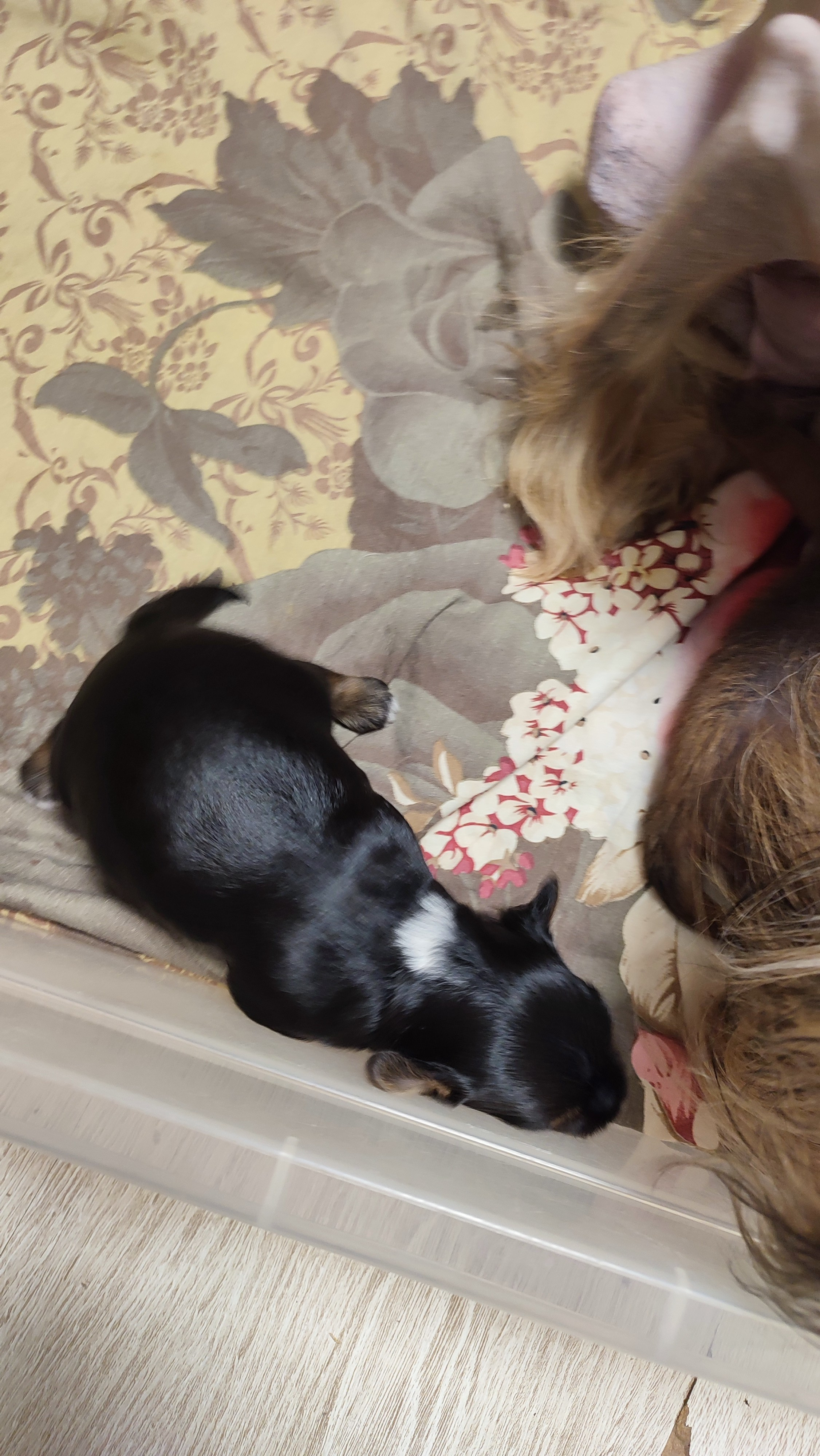 😊💋 Мы открыли глазки. Питомник китайских хохлатых собак Poale Ell: купить щенка