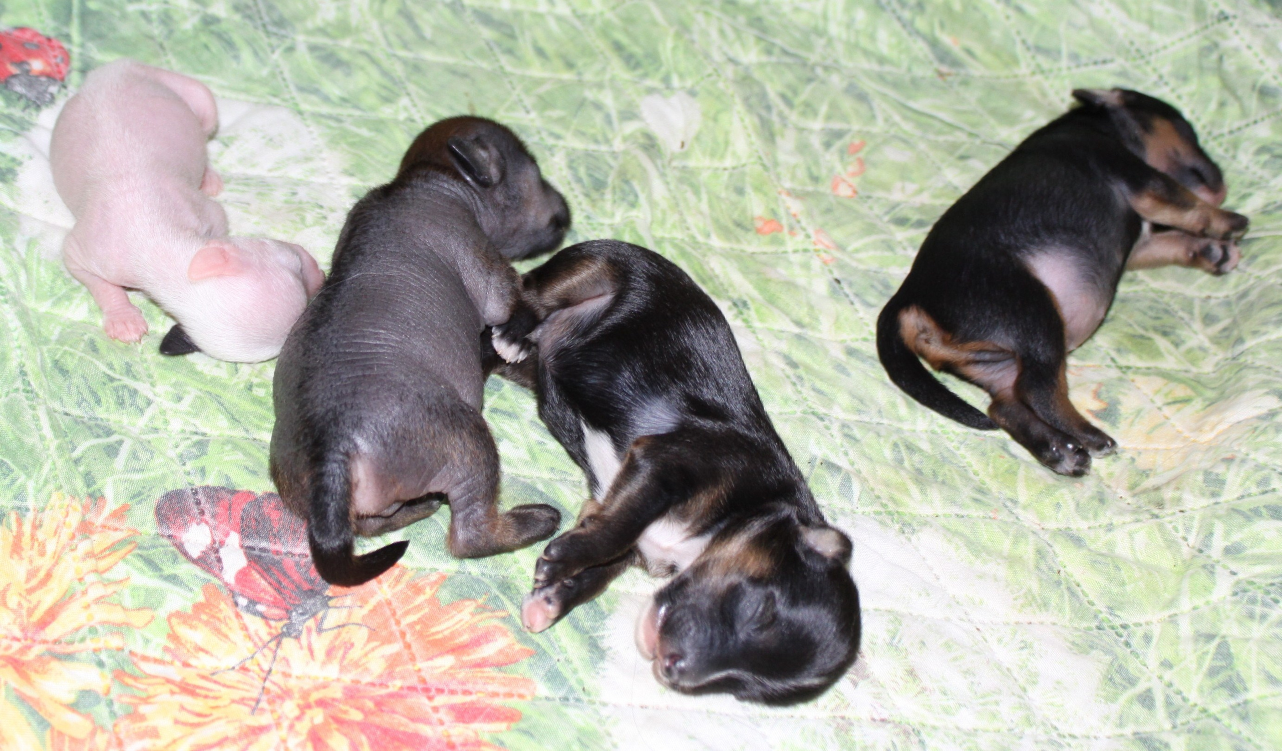The puppies are one week old