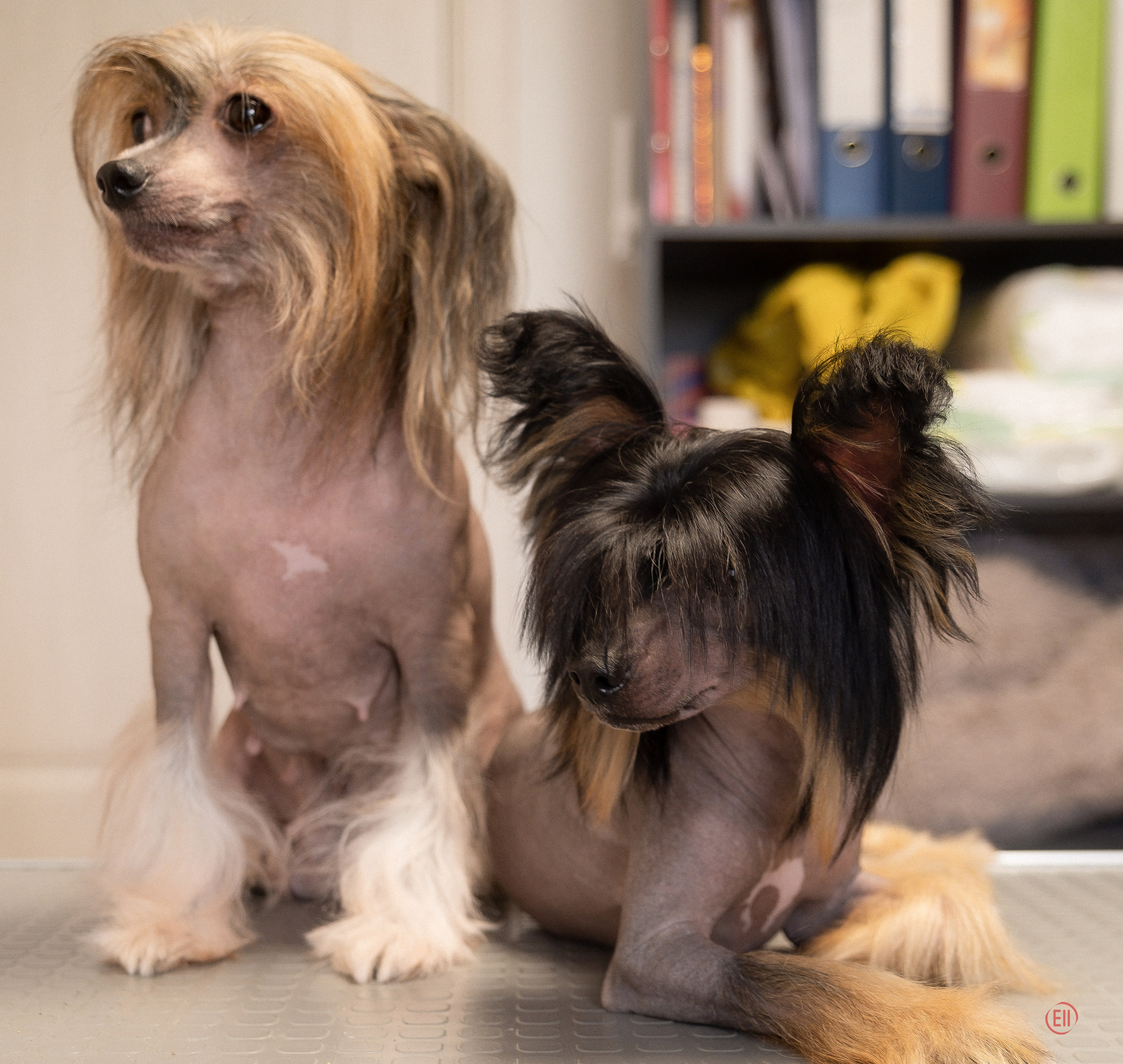 Виктория приезжала на груминг. Питомник китайских хохлатых собак Poale Ell: купить щенка