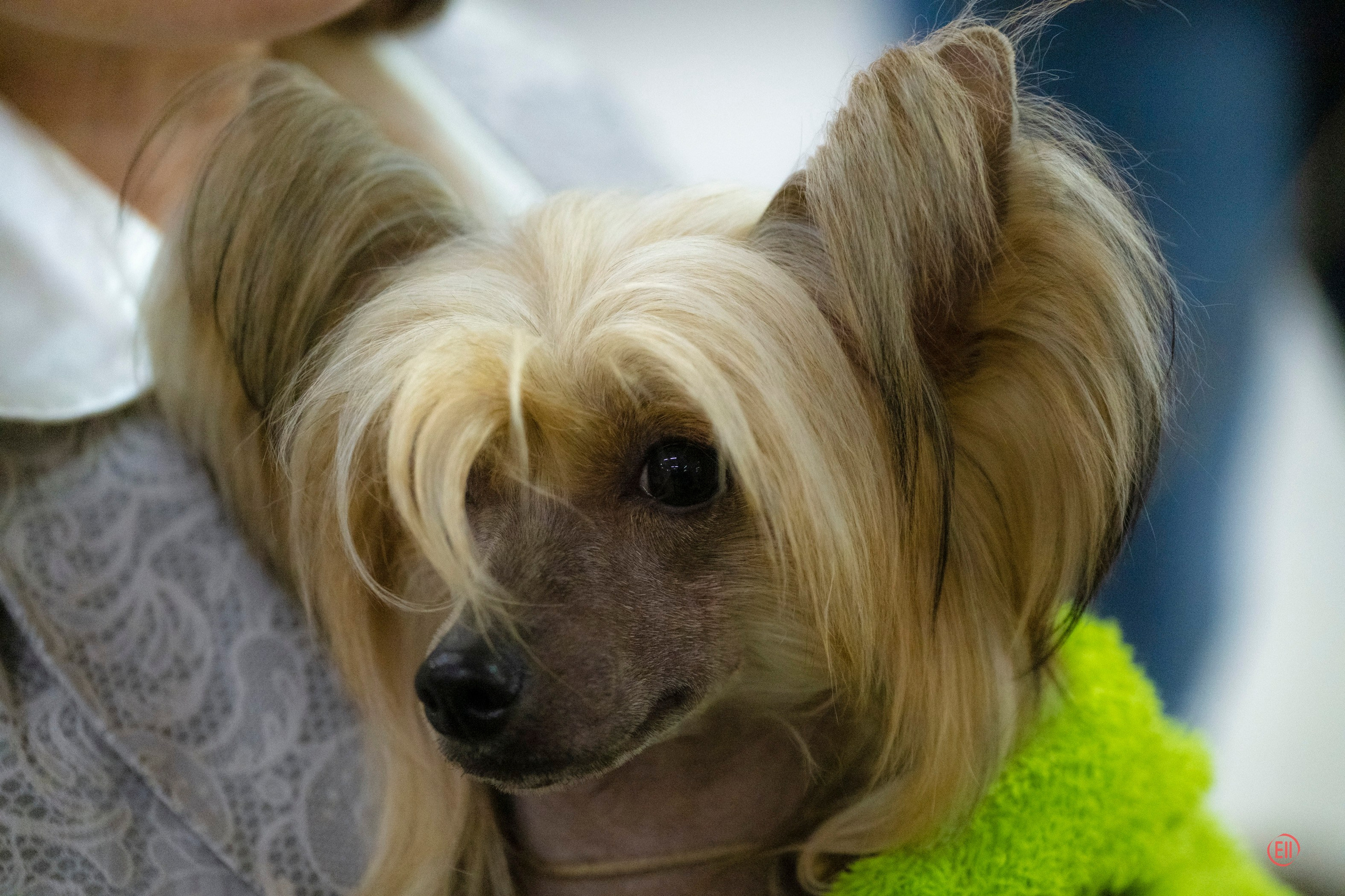 Poale Ell Cooper. Chinese Crested Dog Kennel Poale Ell