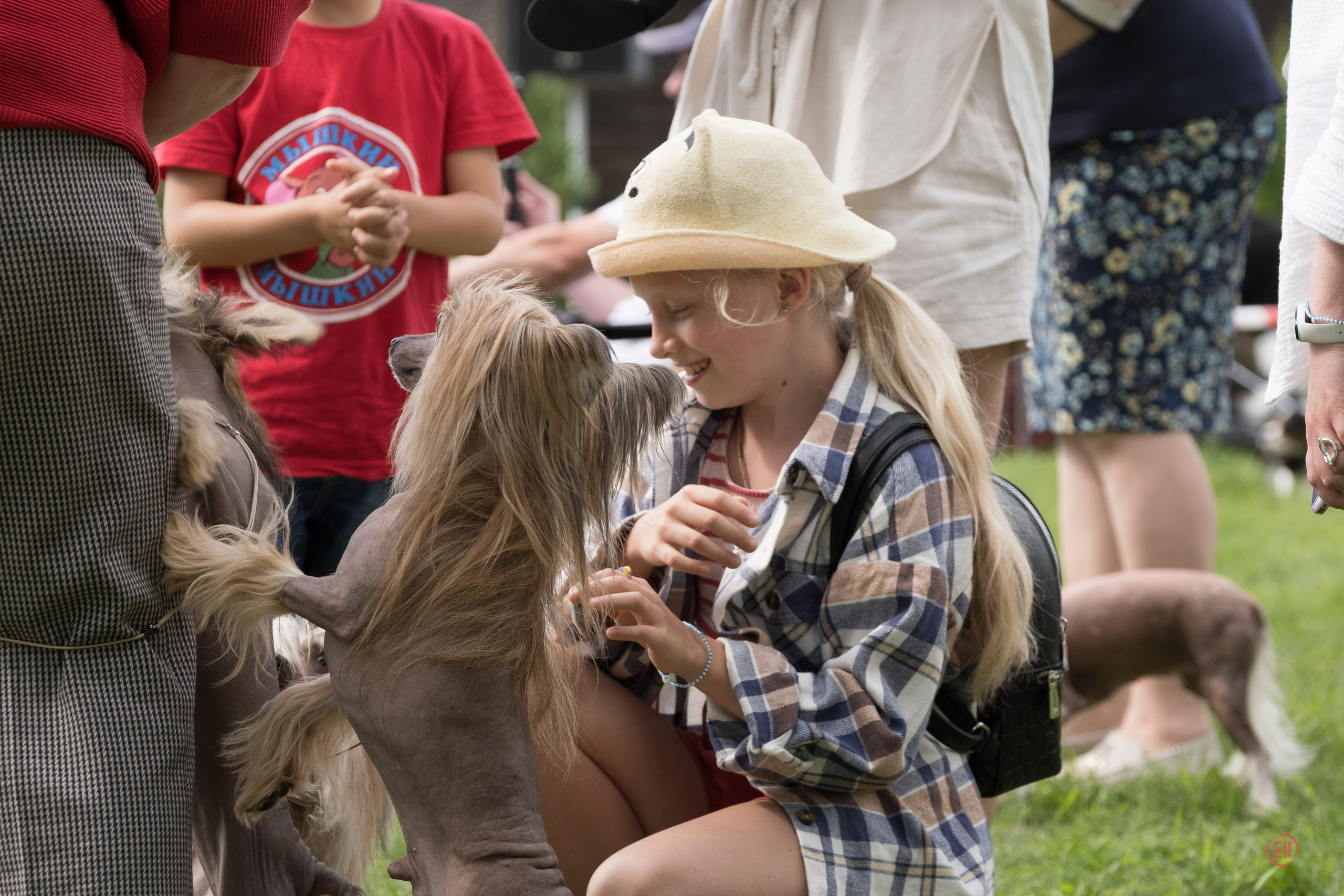 Липецк. Выставка собак. Питомник китайских хохлатых собак Poale Ell: купить щенка