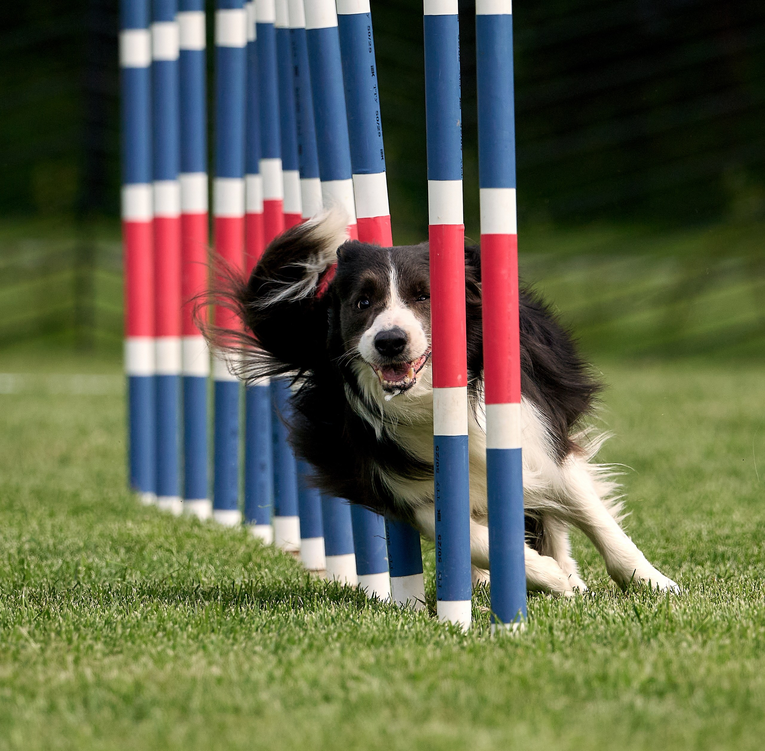 репортажная съемка кинологических мероприятий