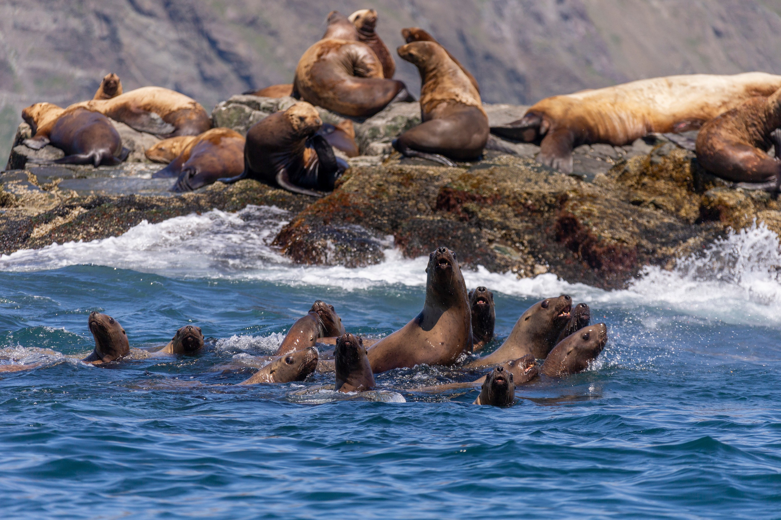 Русская бухта — дикая природа и морские маршруты Камчатки. Время Камчатки: чтобы найти свой путь, нужно скорость умножить на время