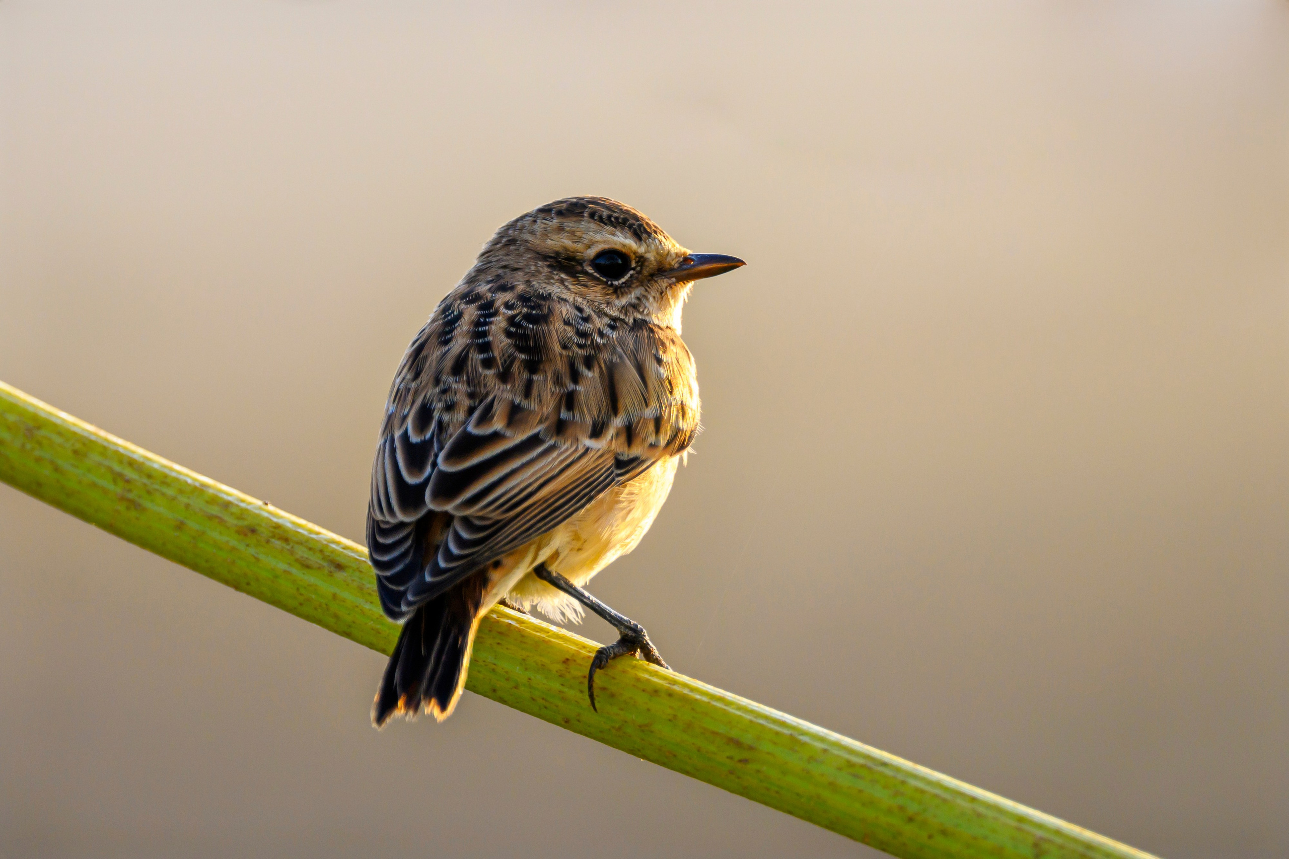Болотный лунь. Wildlife photography by Sergey Puponin