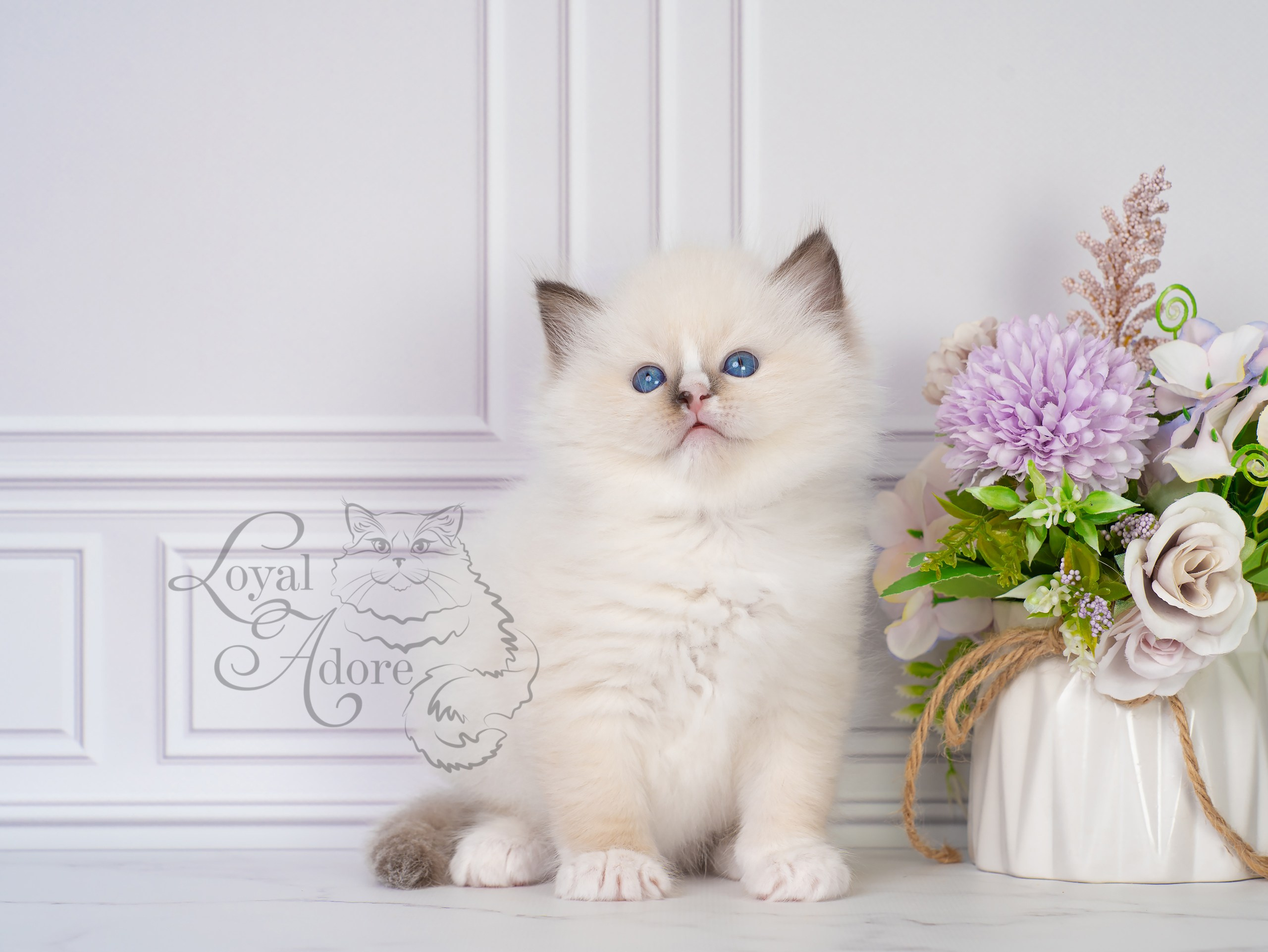Котята рэгдолл от Loyal Adore. Питомник рэгдолл Loyal Adore