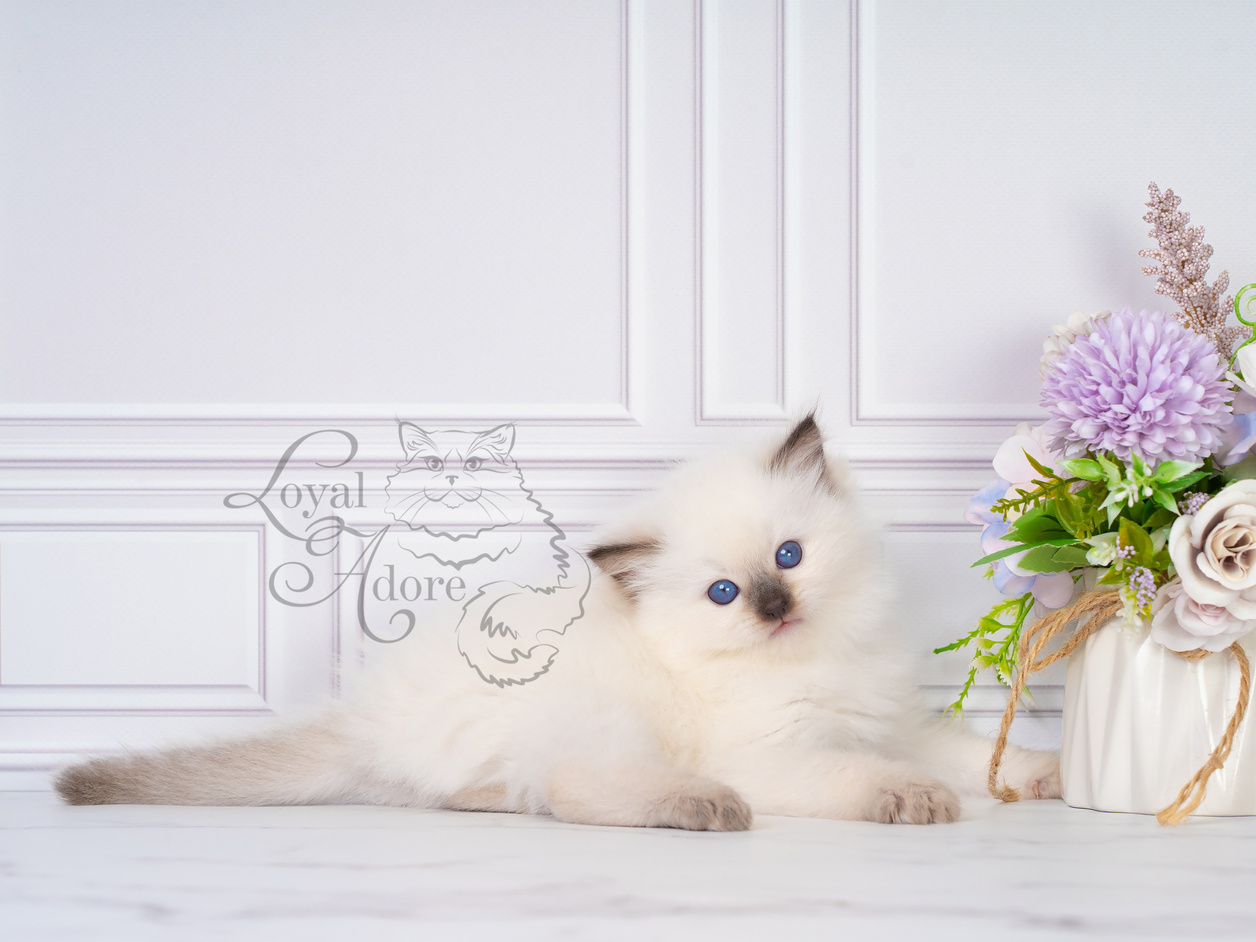 Котята рэгдолл от Loyal Adore. Питомник рэгдолл Loyal Adore