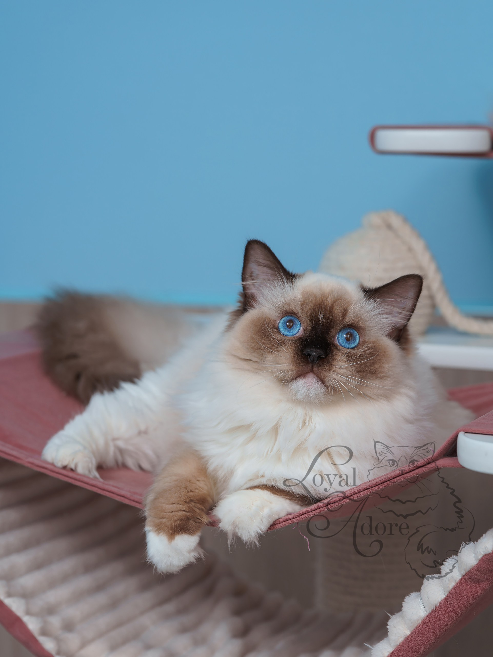 Все свободные котята. Питомник рэгдолл Loyal Adore