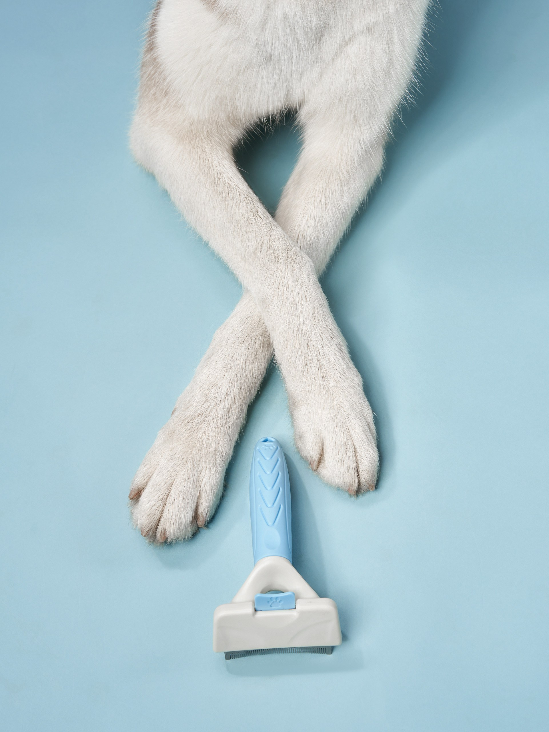 Pet Advertising Photography | Commercial Shoots with Dogs & Cats. Dog photographer Averianova Anna — Art photography of dogs