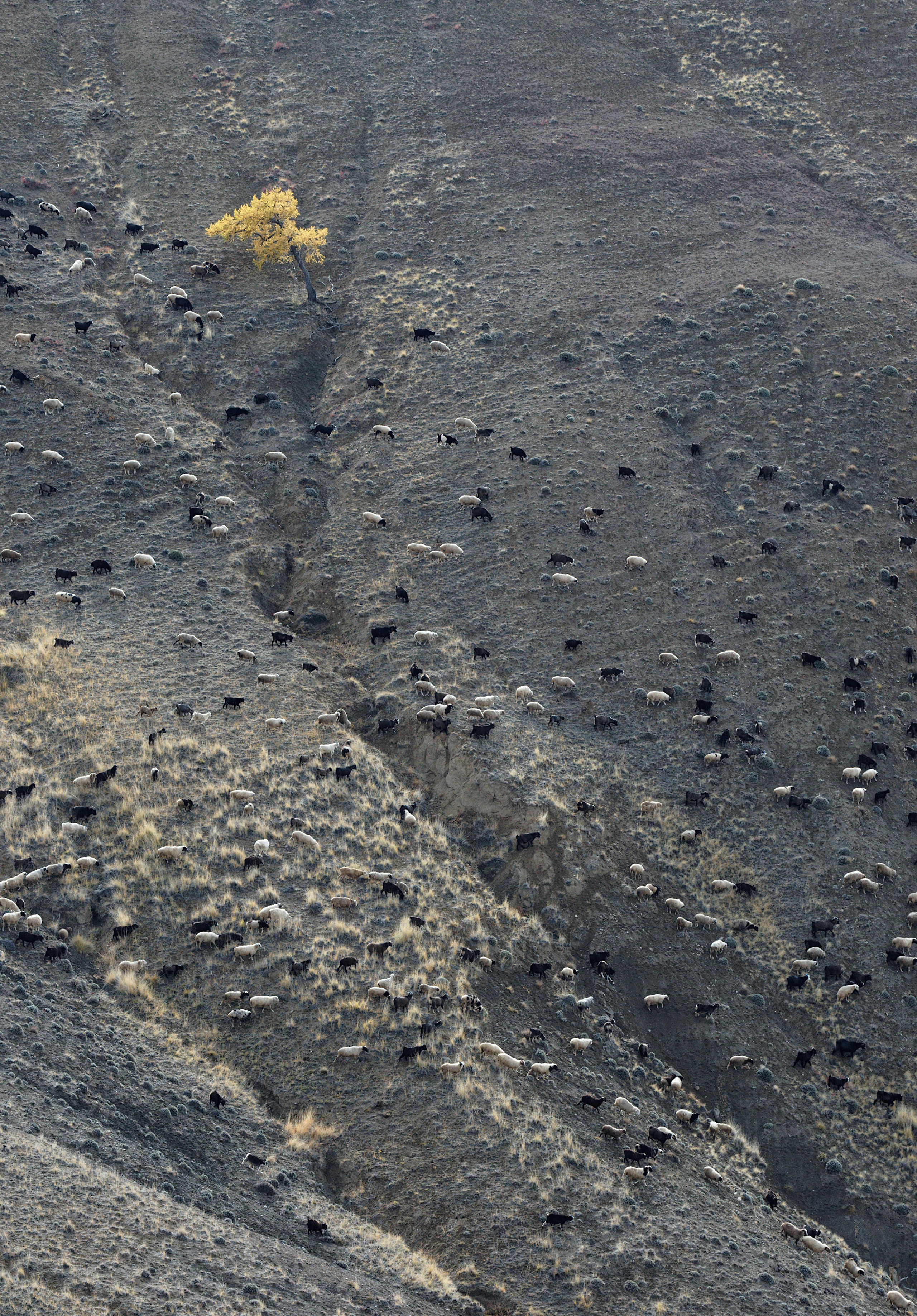 Это не фотошоп. Я видел это в горах Алтая. Семоха Валерий. Фотограф