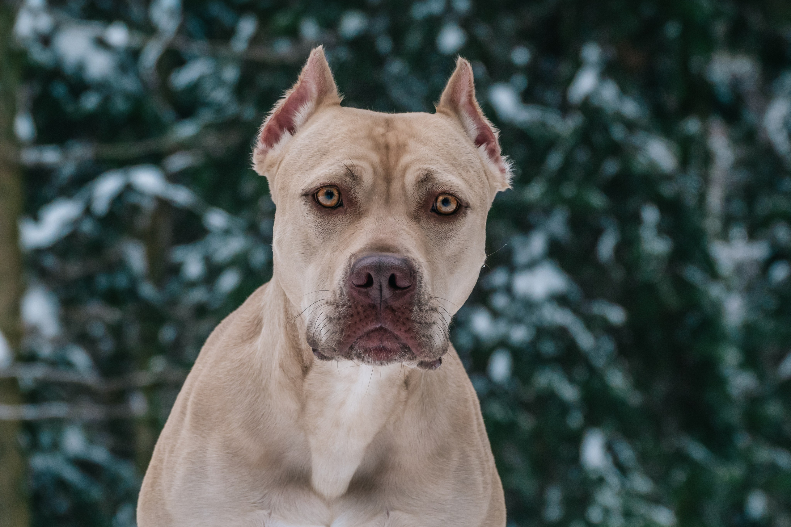 Истории. Фотограф-анималист в Москве Юлия Лайхо