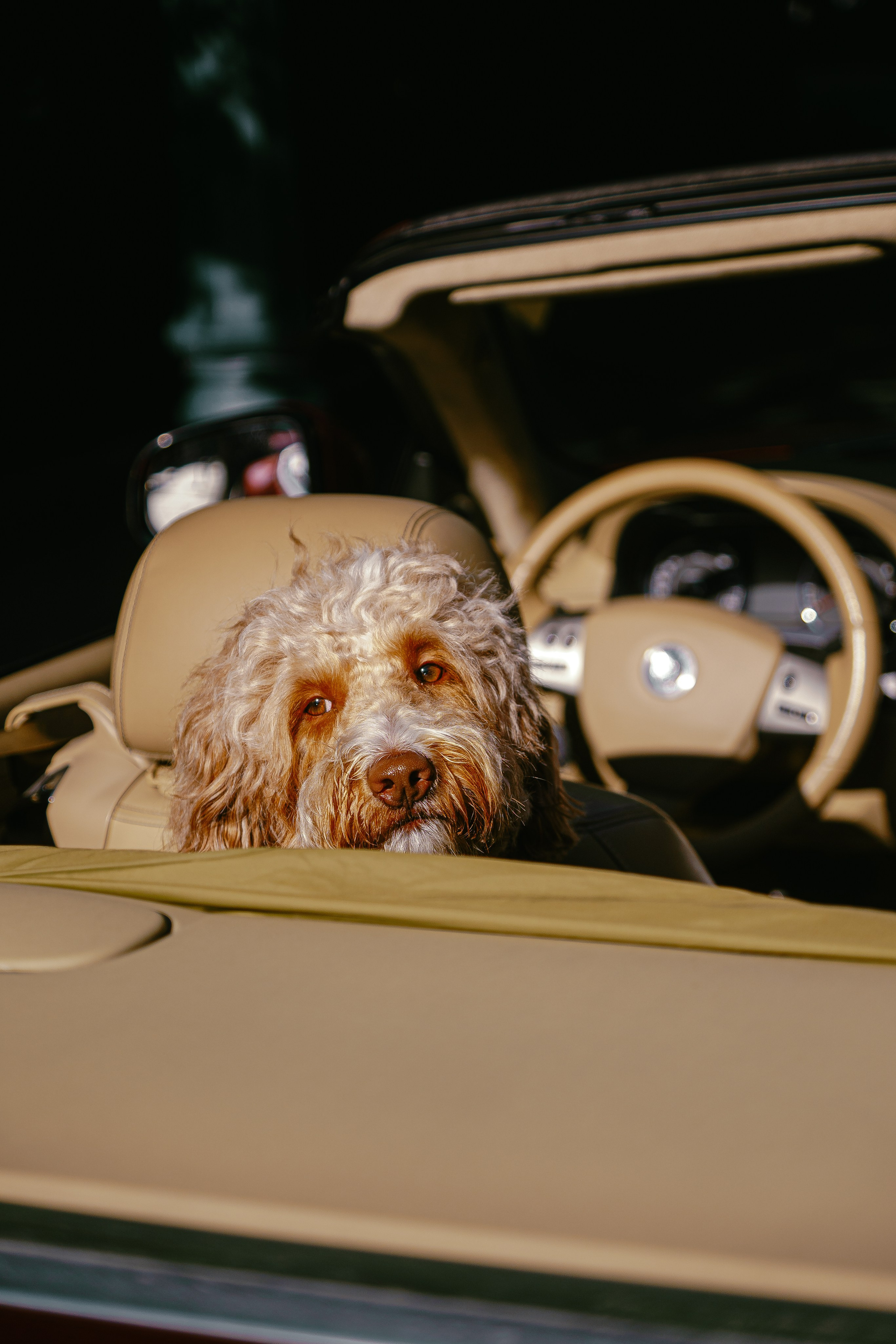 Фотосъемка груминг салона , съемка собак в кабриолете. Жуков Илья свадебный фотограф в Москве