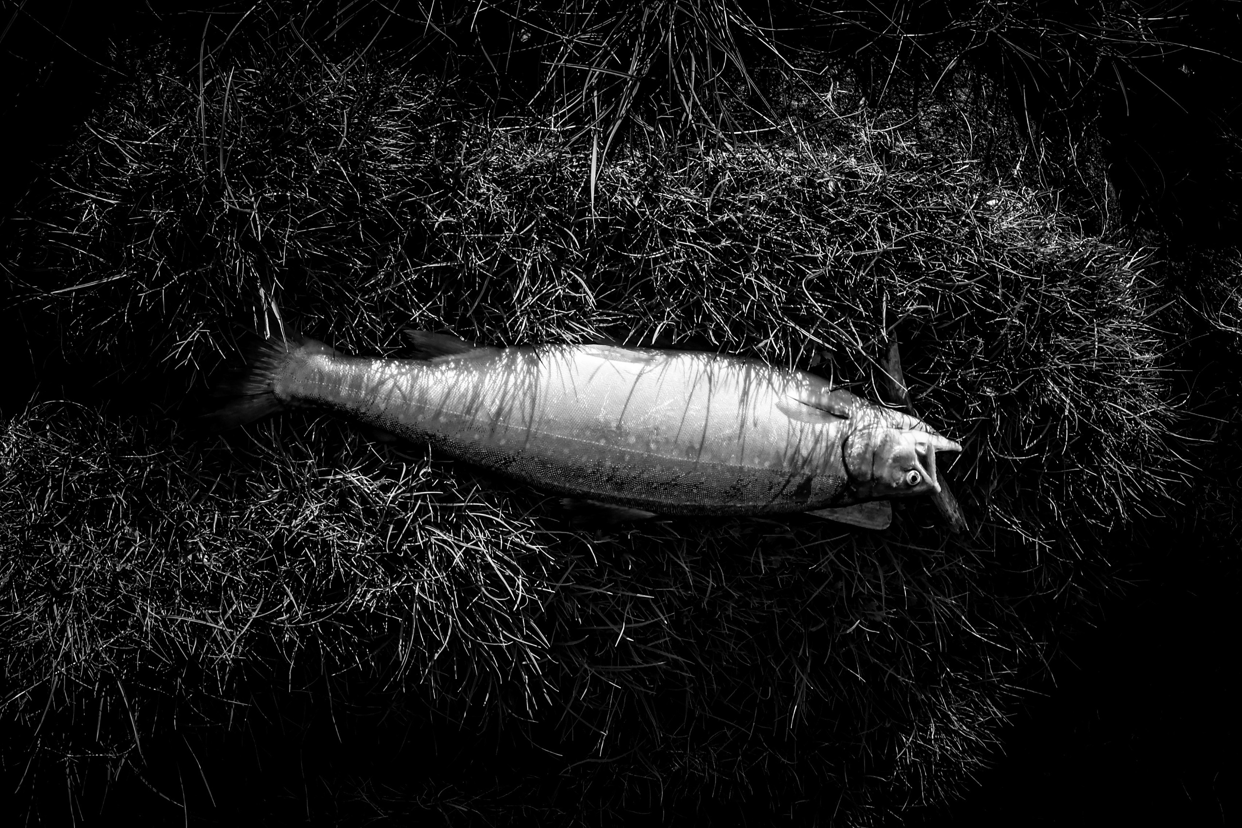 НА 69-й ПАРАЛЛЕЛИ. Ekaterina Ageeva