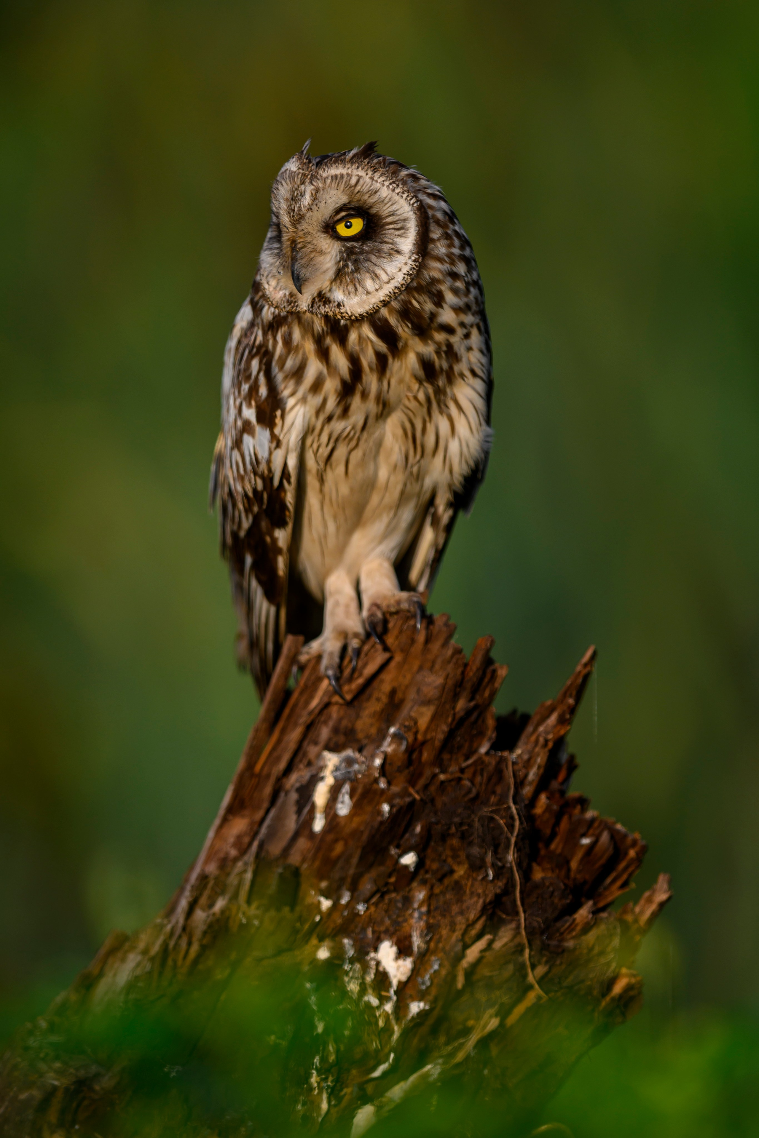 Сова на рассвете. Owl at dawn. Wildlife photography by Sergey Puponin