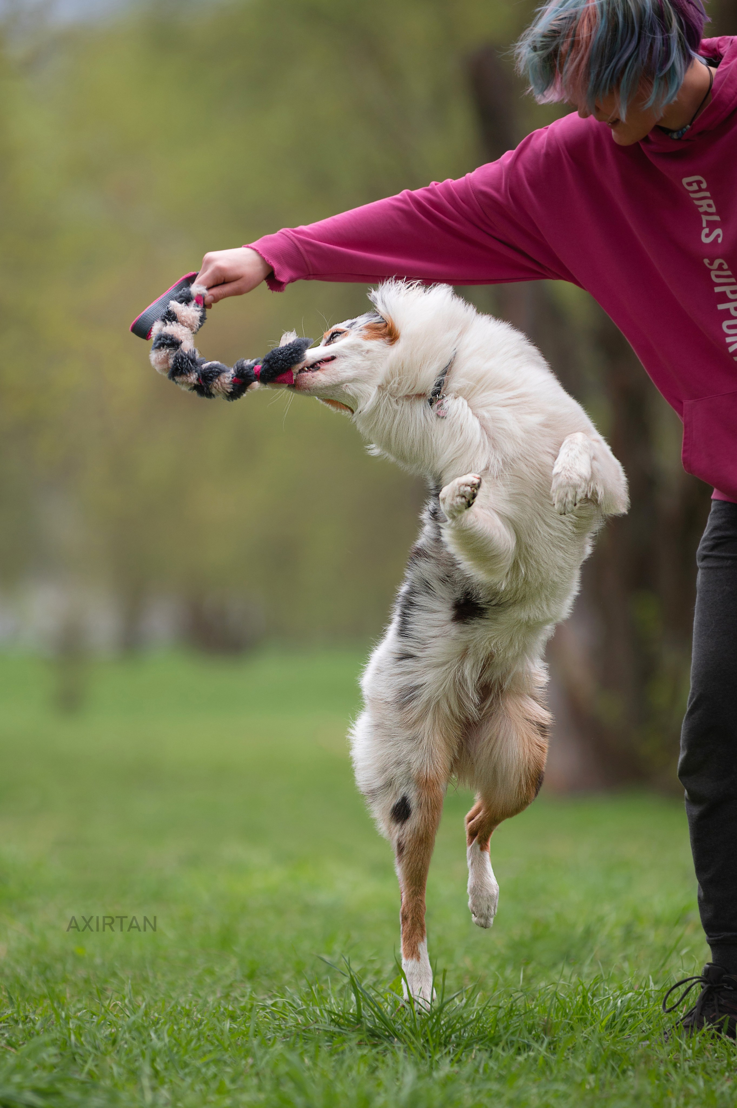 Кайса. BLGKV питомник собак
