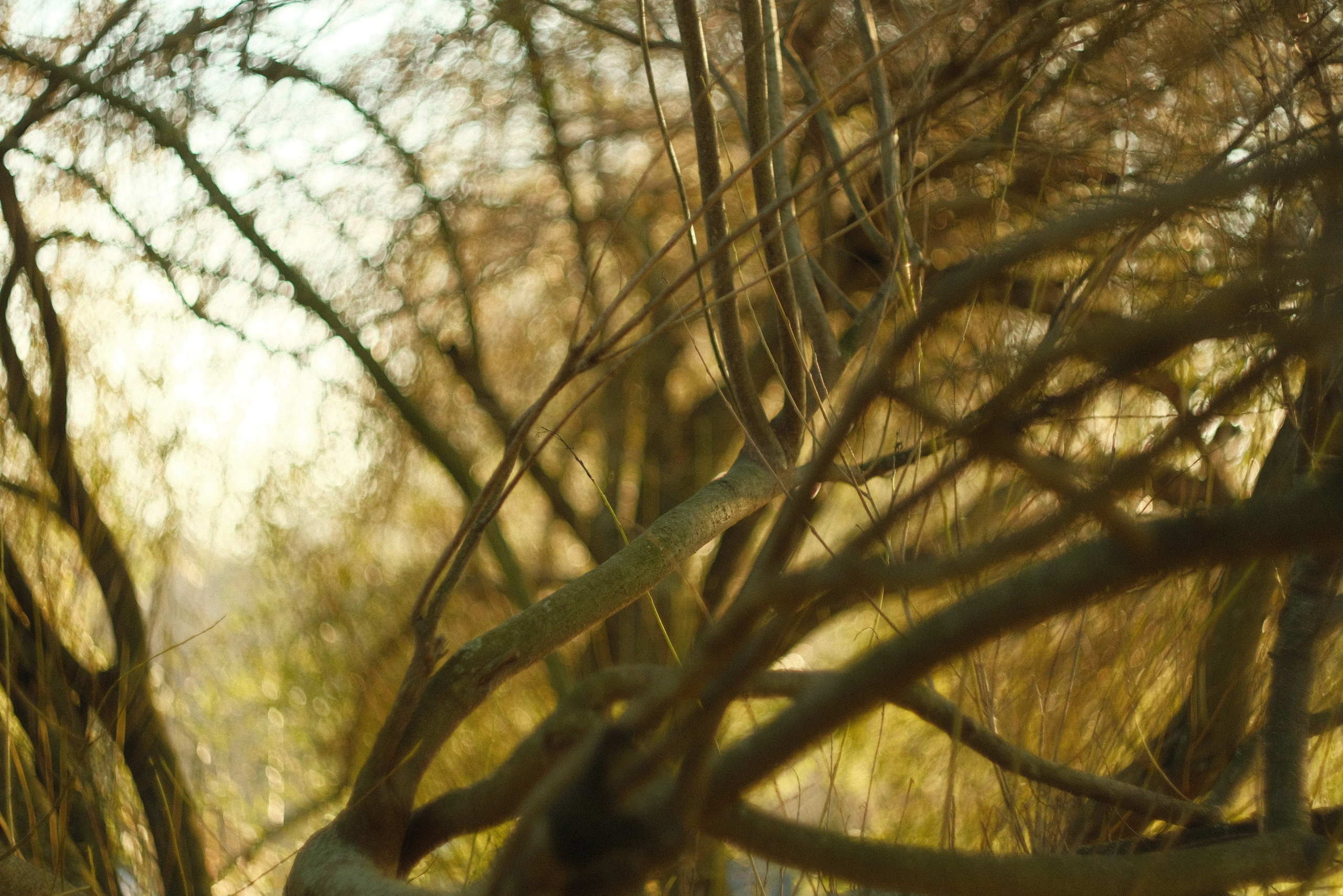 Коломенское, осень, объектив Гелиос 77м4. Фотограф в Москве Максим Скоробогатов