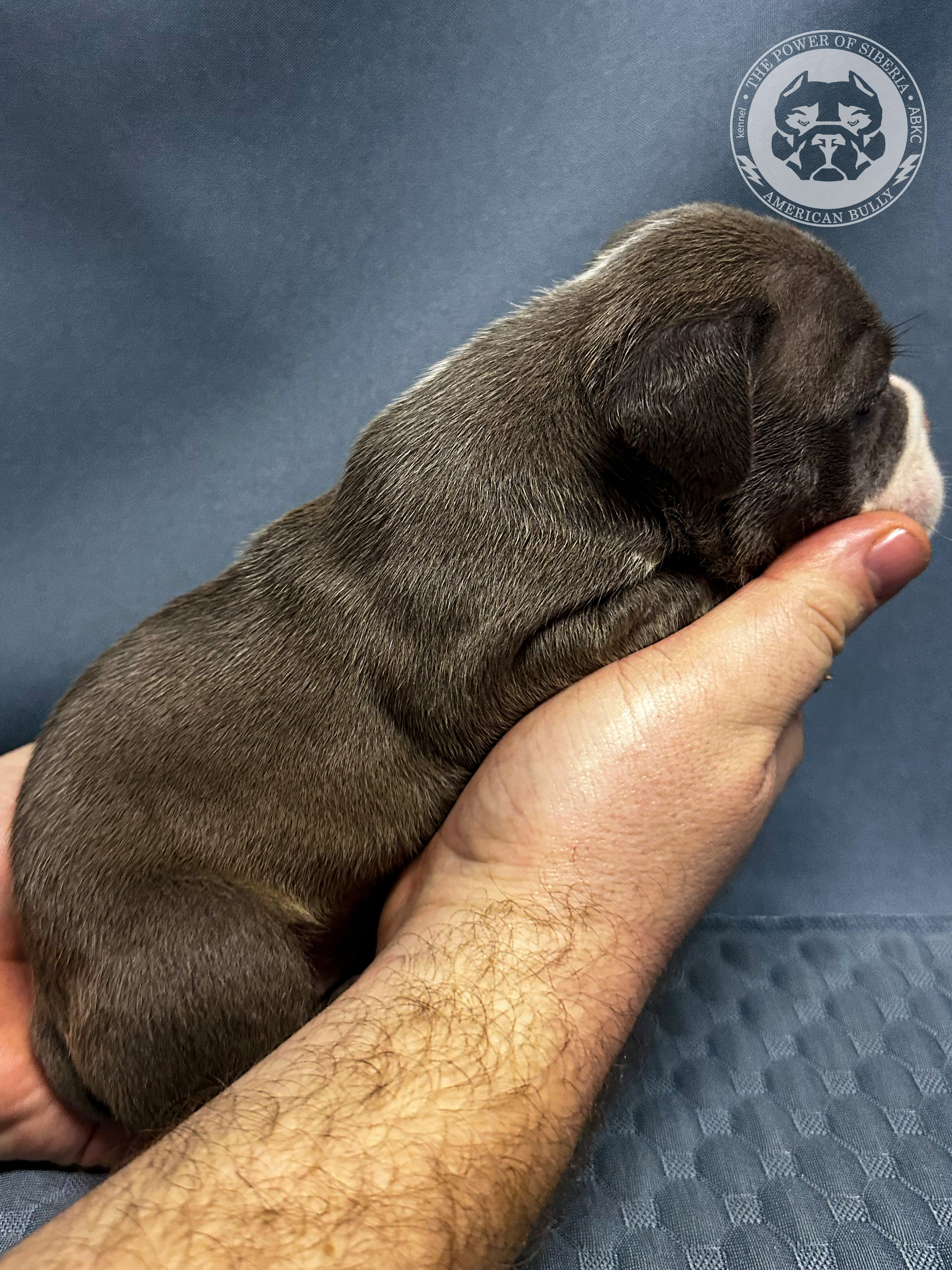 Все свободные щенки. Американский Булли в г. Ростов-на-Дону. Питомник THE POWER OF SIBERIA